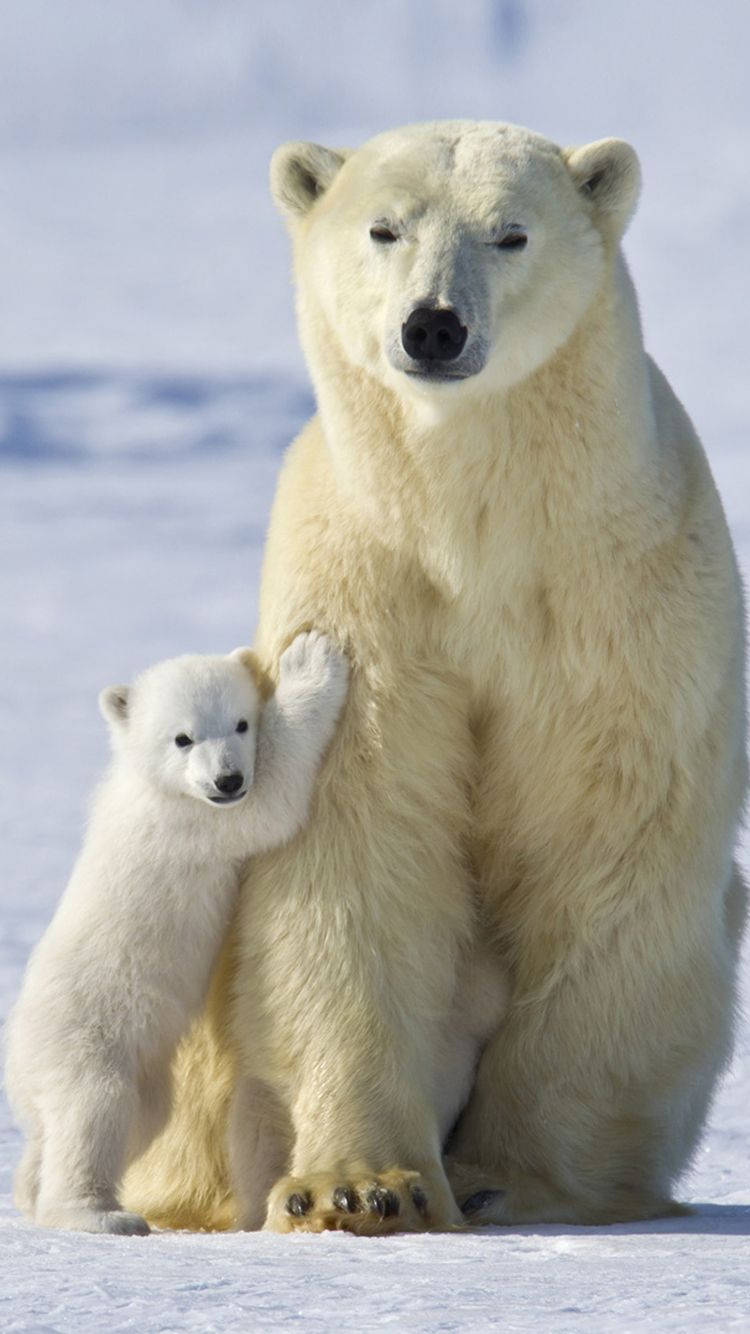 Father And Son Polar Bear Wallpaper