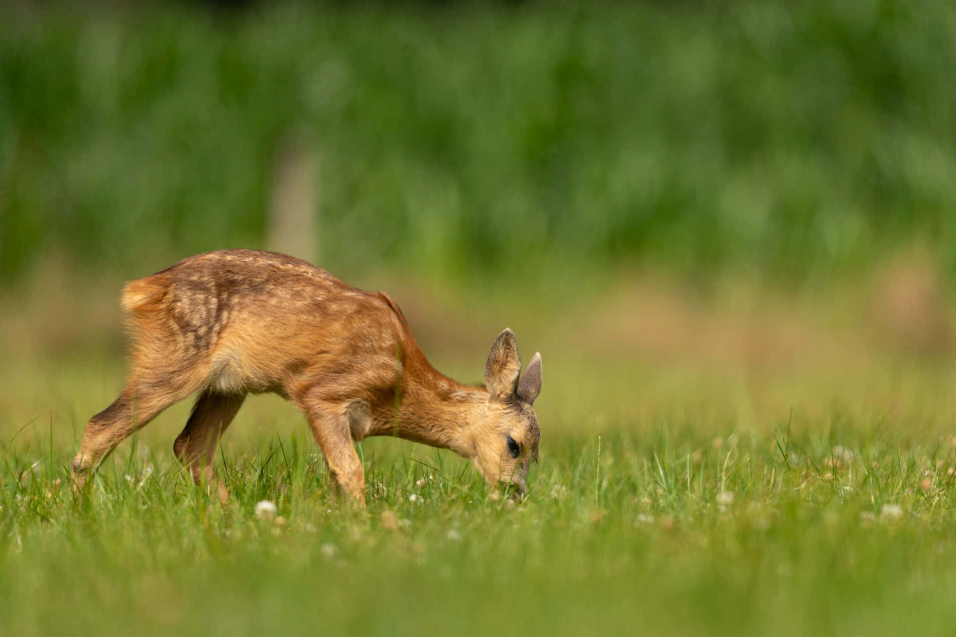 Fawn Grazingin Green Meadow Wallpaper