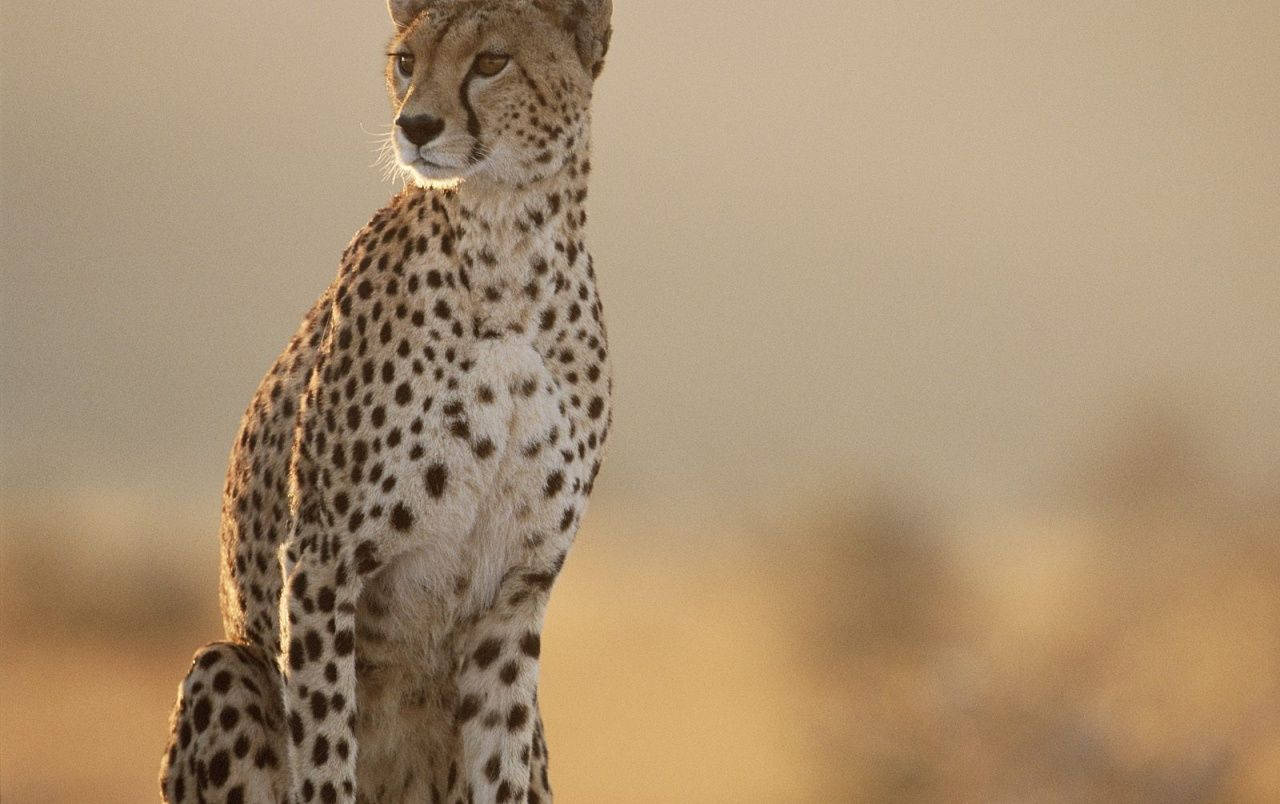 Fearless Female Cheetah Wallpaper