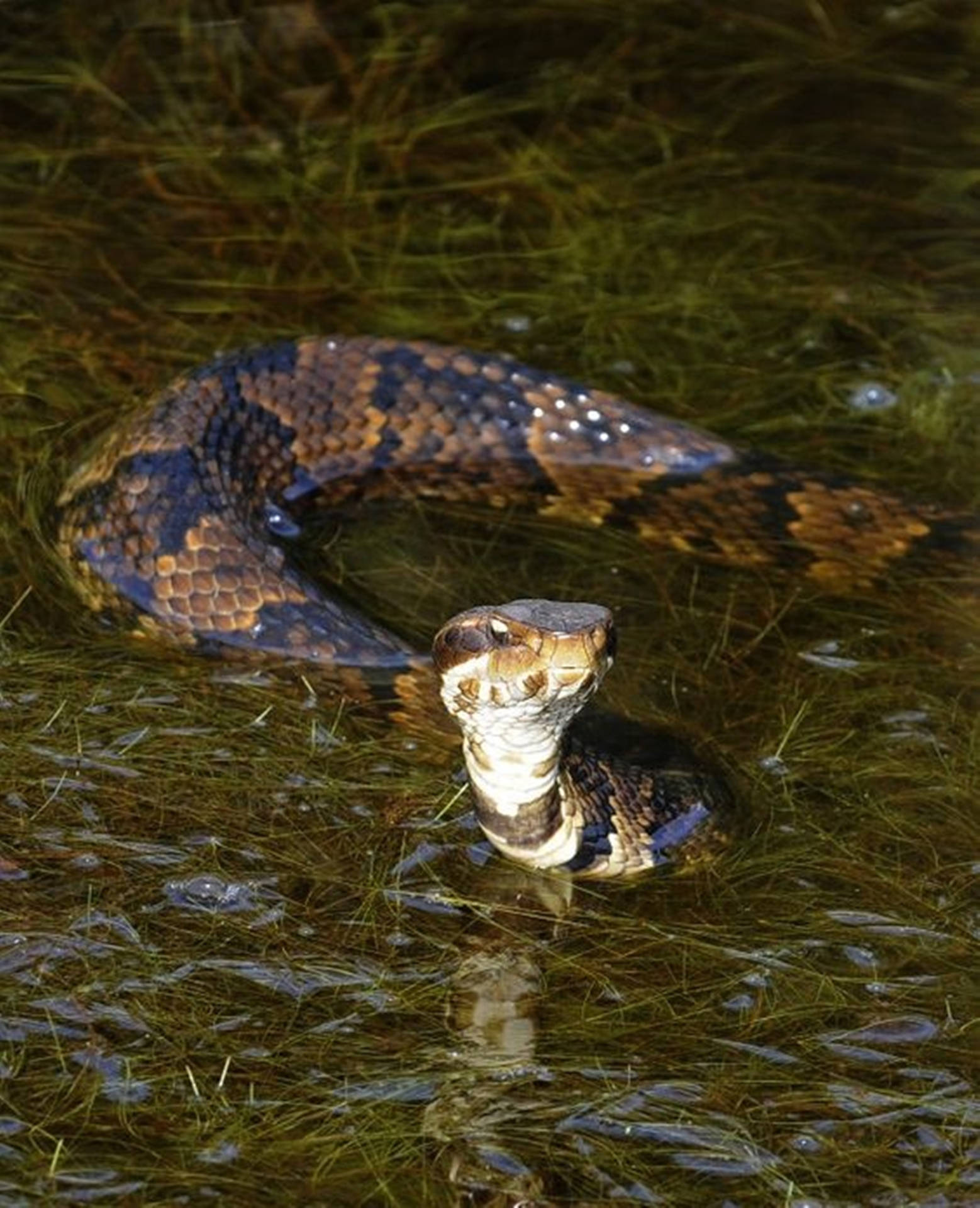 Fearsome Cottonmouth On Shallow Swamp Wallpaper