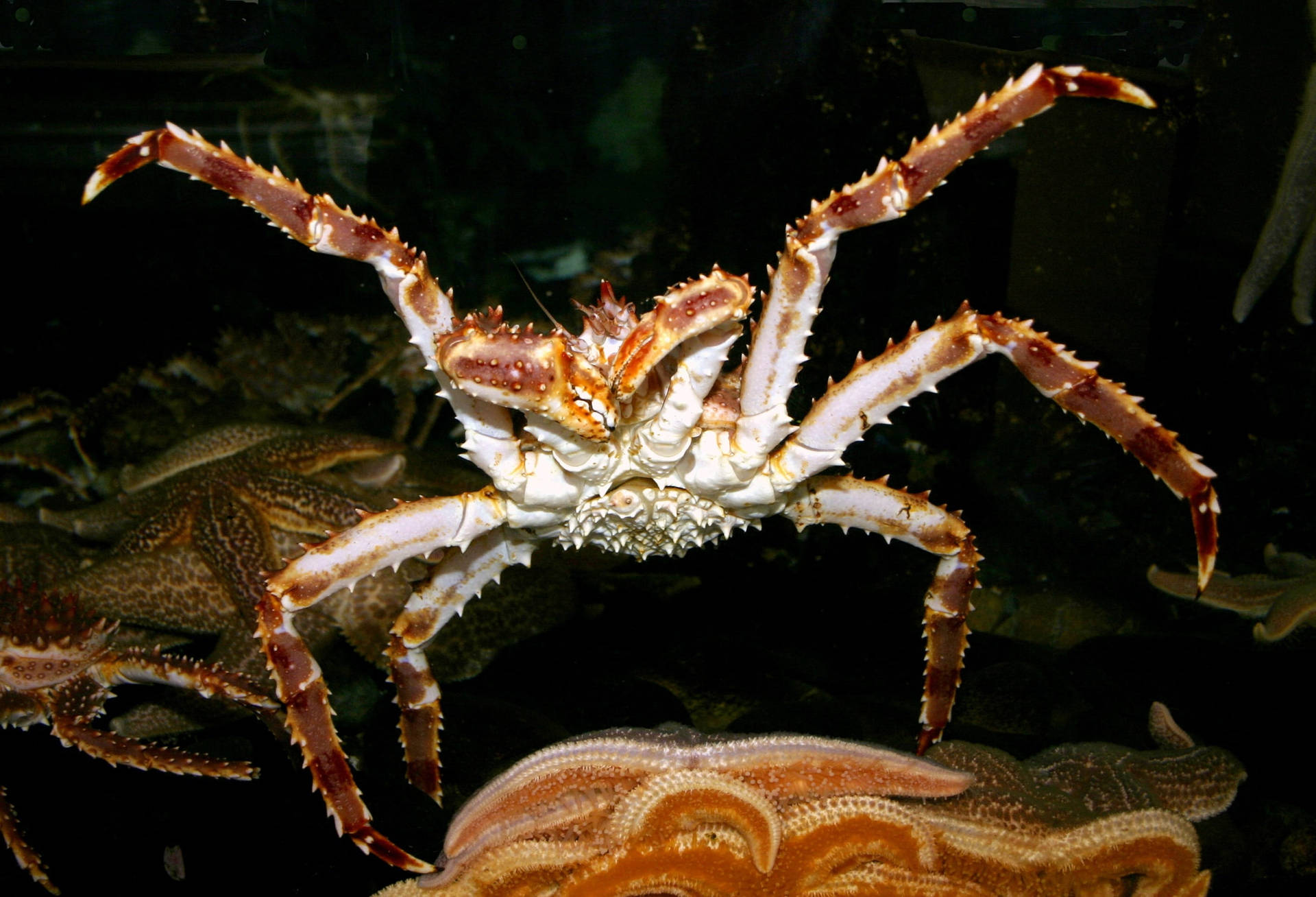 Fearsome King Crab Stolen Shot Wallpaper