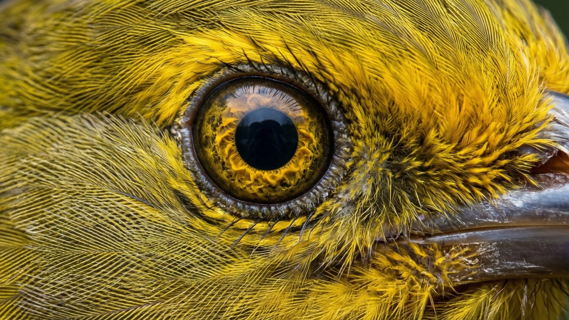 Pluma y Ojo Fondos de pantalla