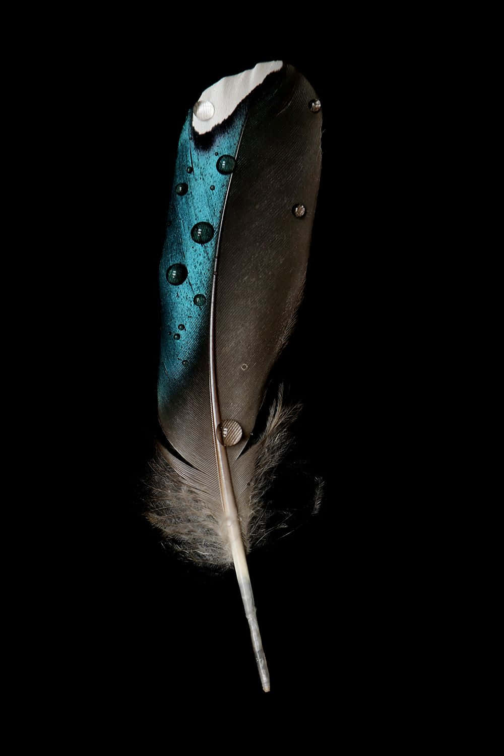 Blue Black Feather Picture