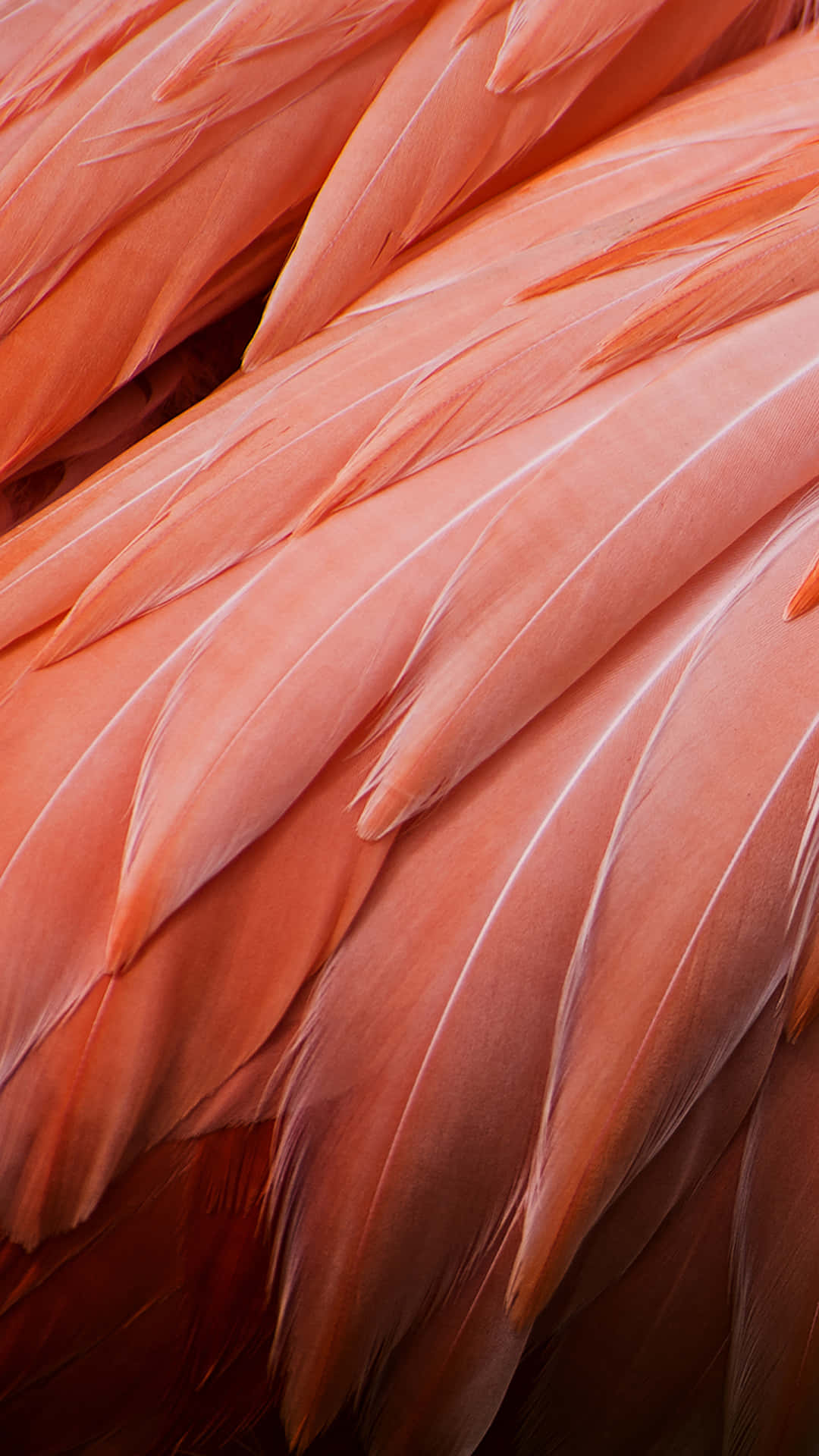 Pink Flamingo Feathers Picture