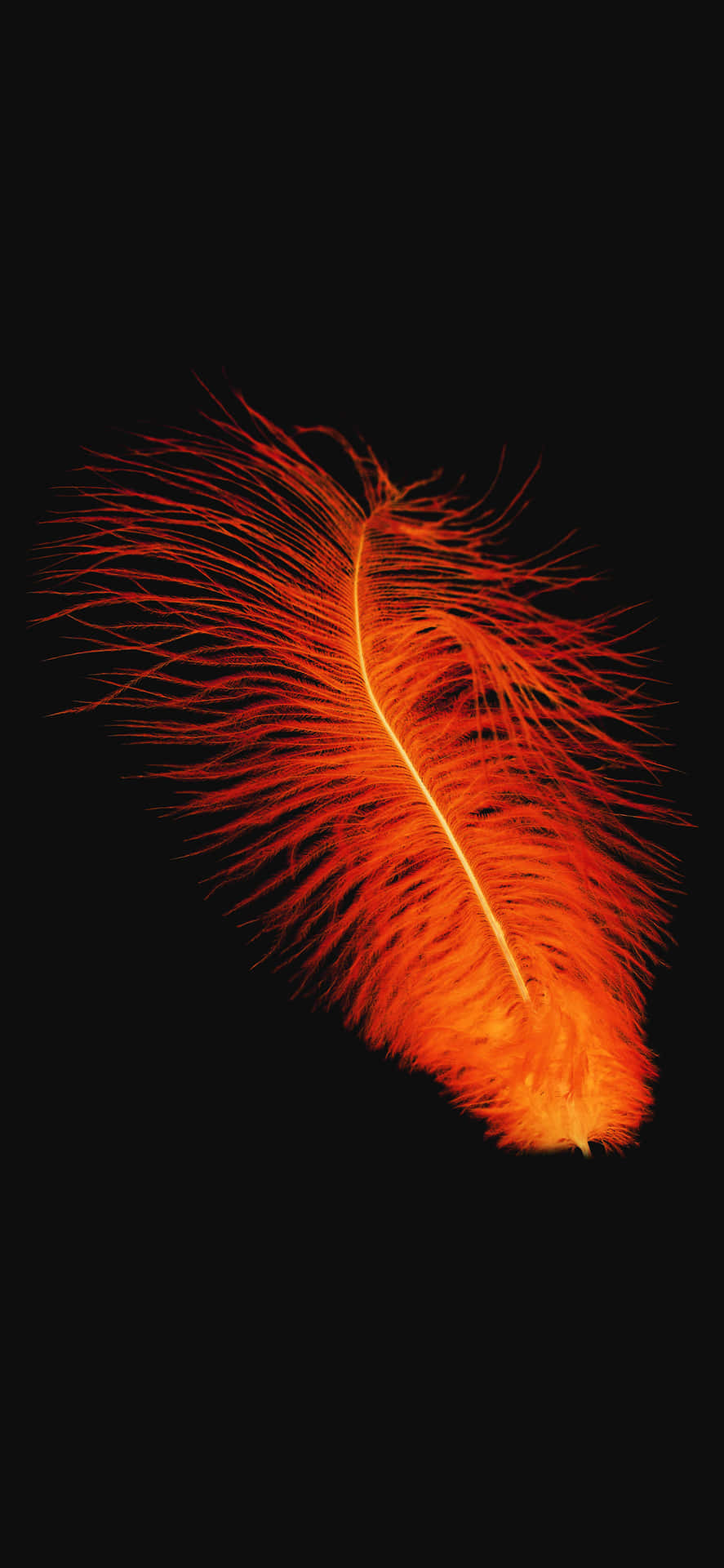 Red Orange Feather Picture
