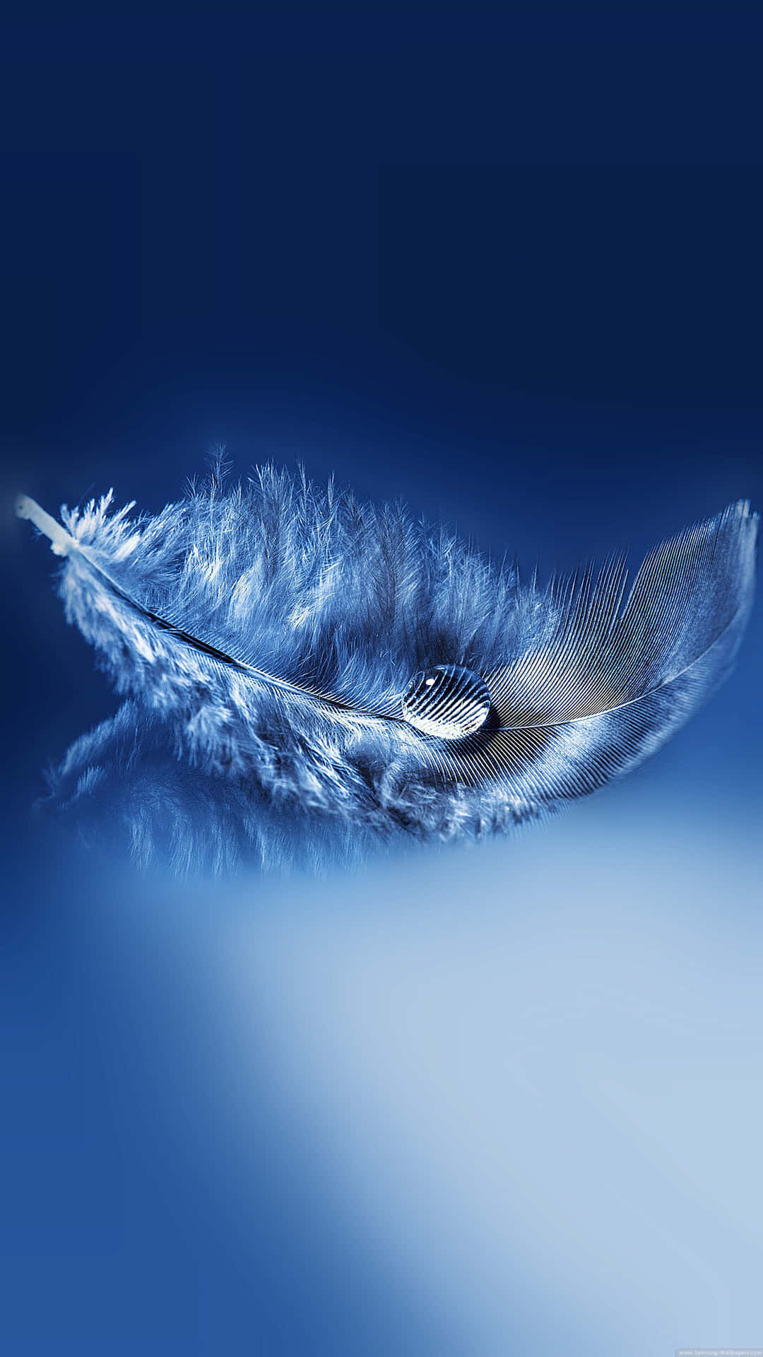 Feather With Water Drop Picture
