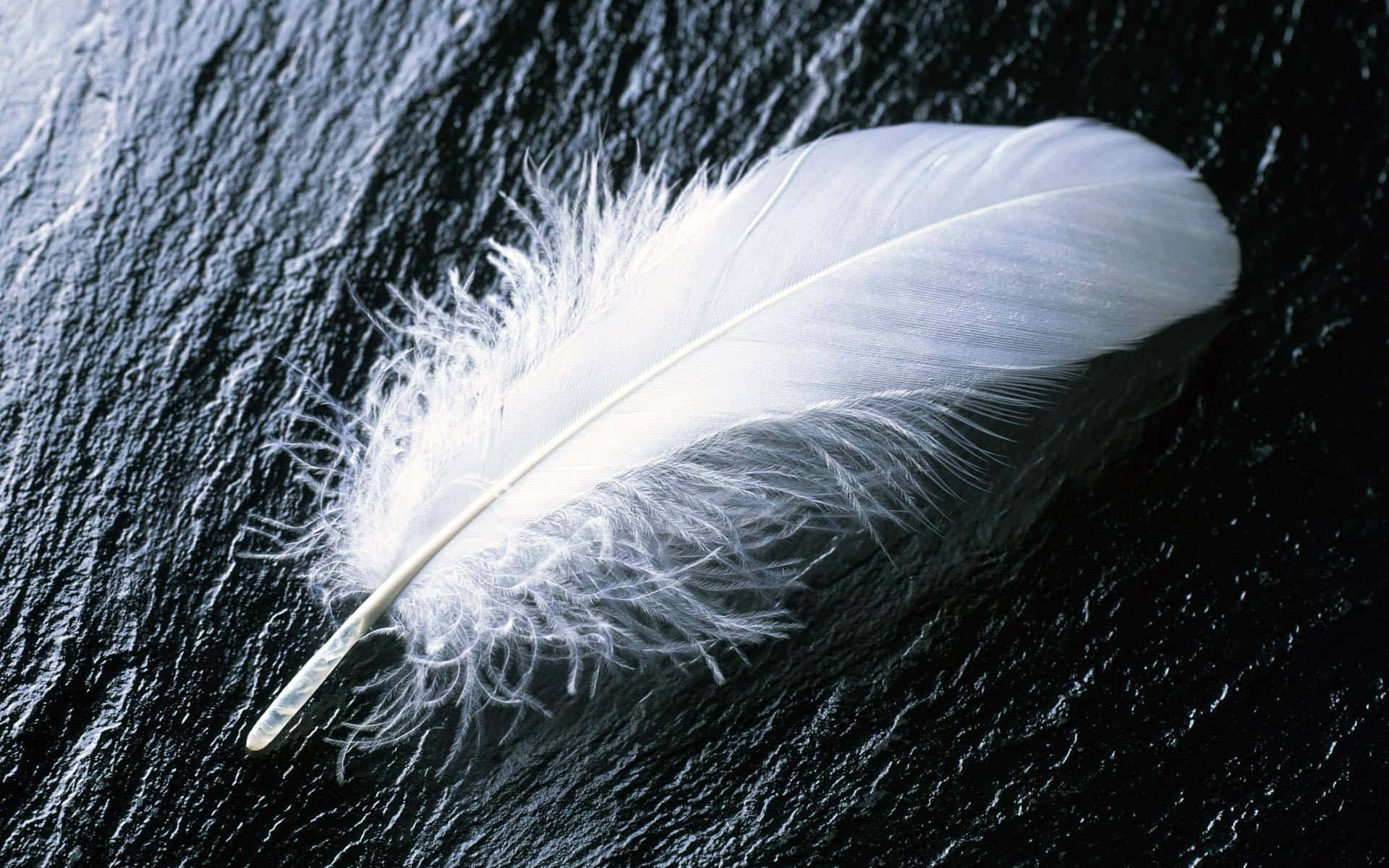 White Feather Black Surface Picture
