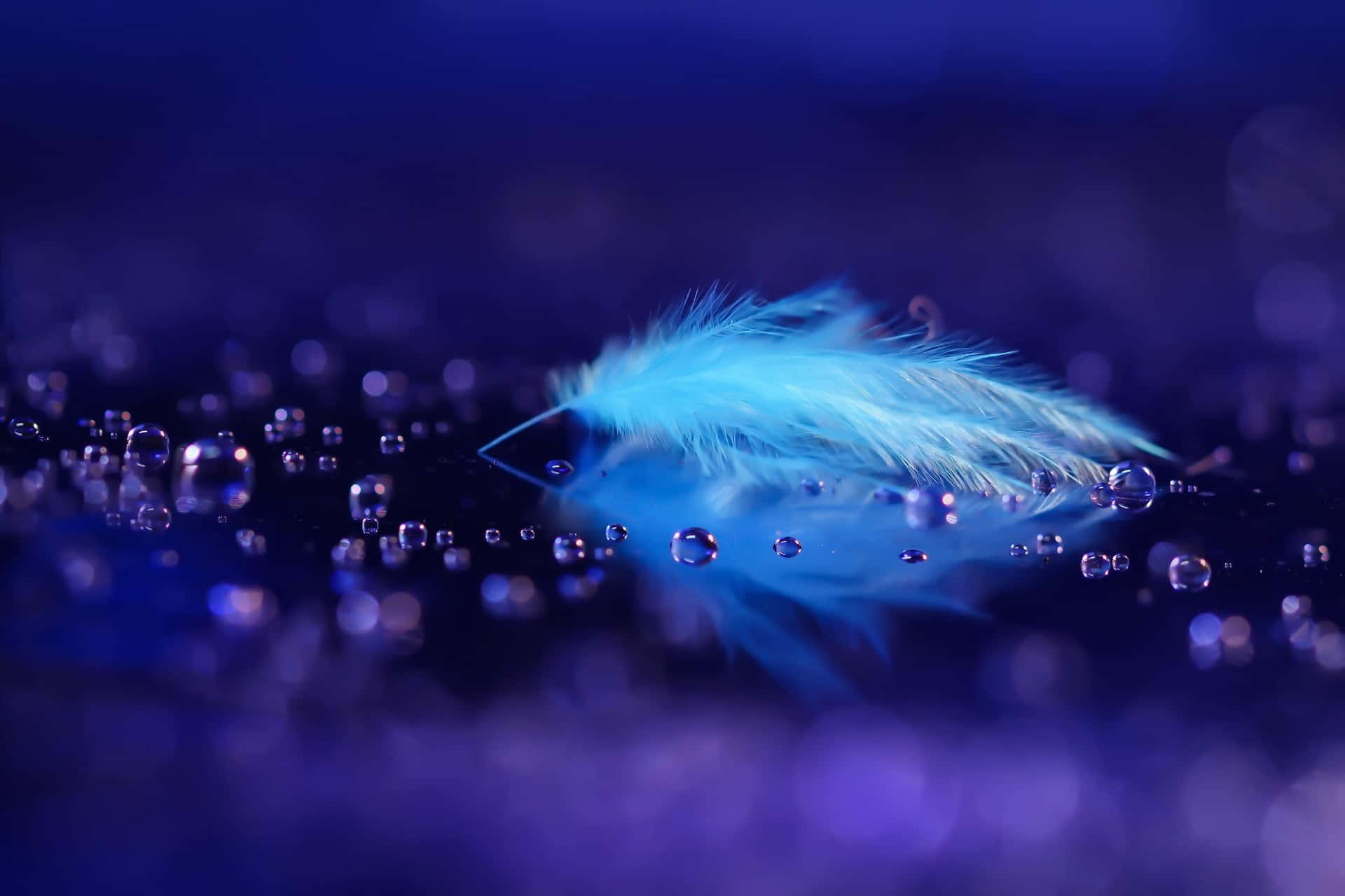 Blue Feather Water Drops Picture