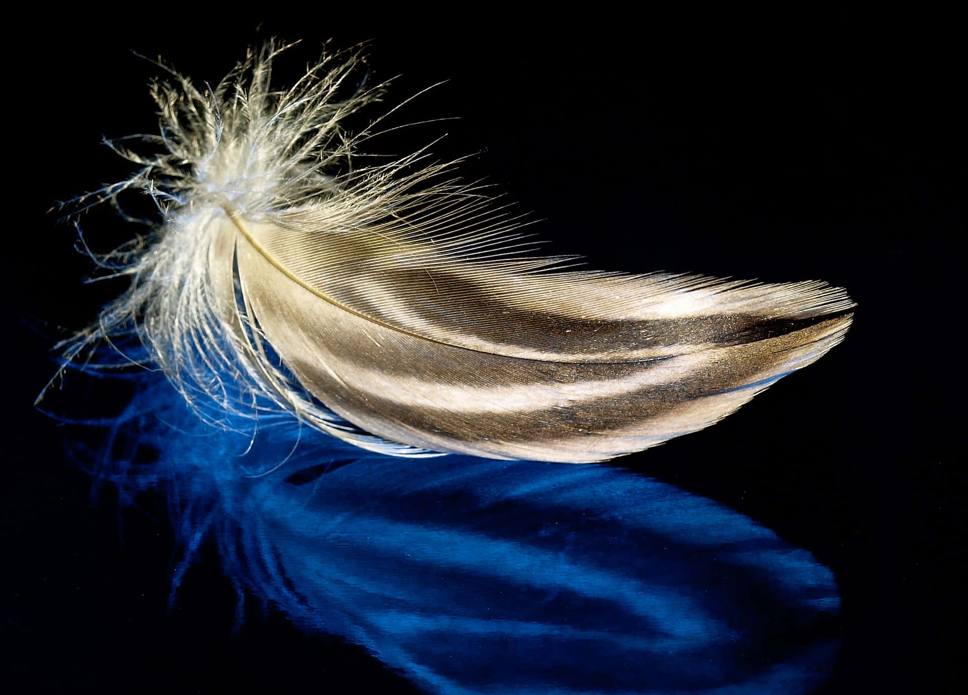 Golden Feather Blue Shadow Picture