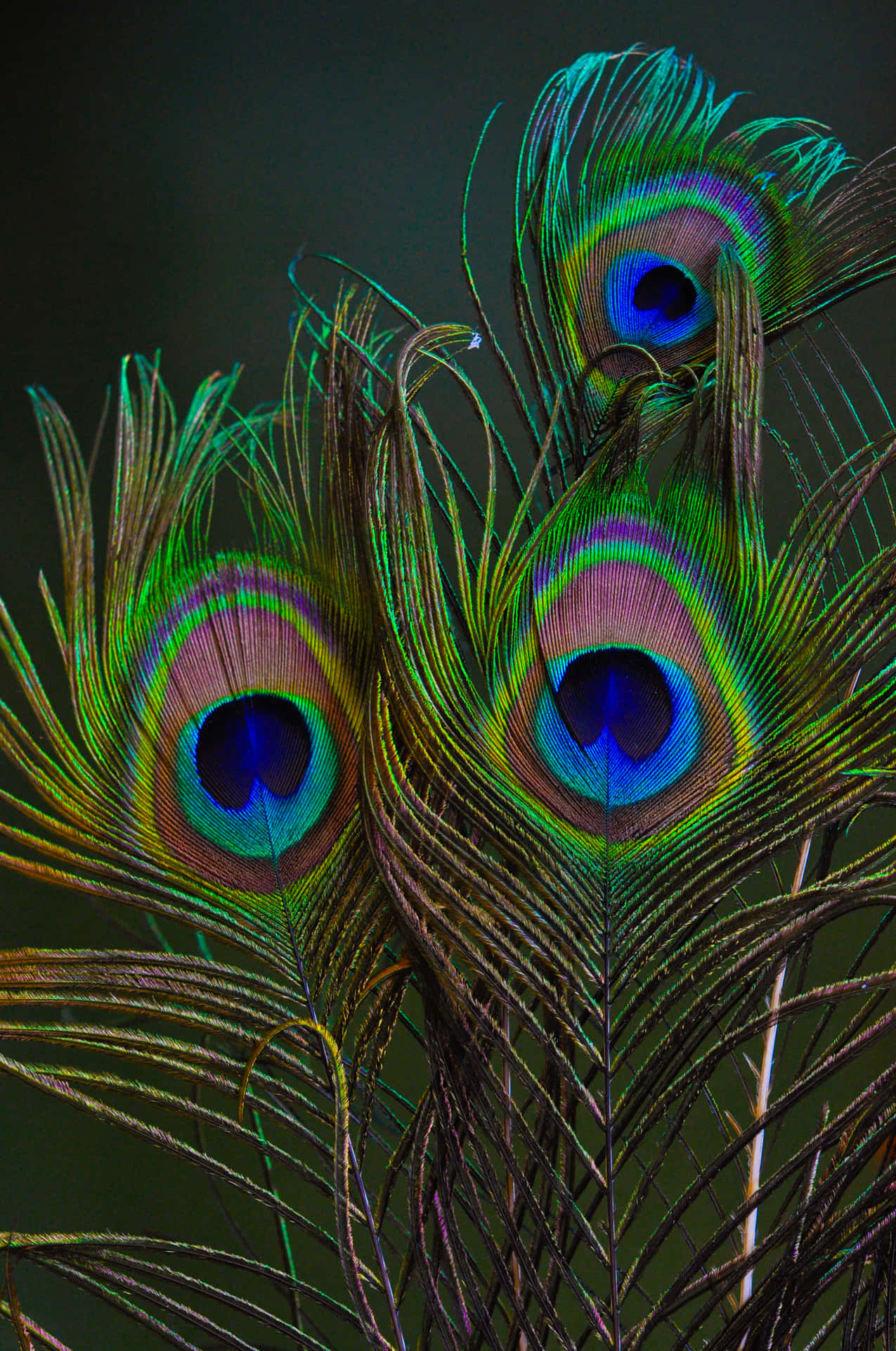 Green Peacock Feathers Picture