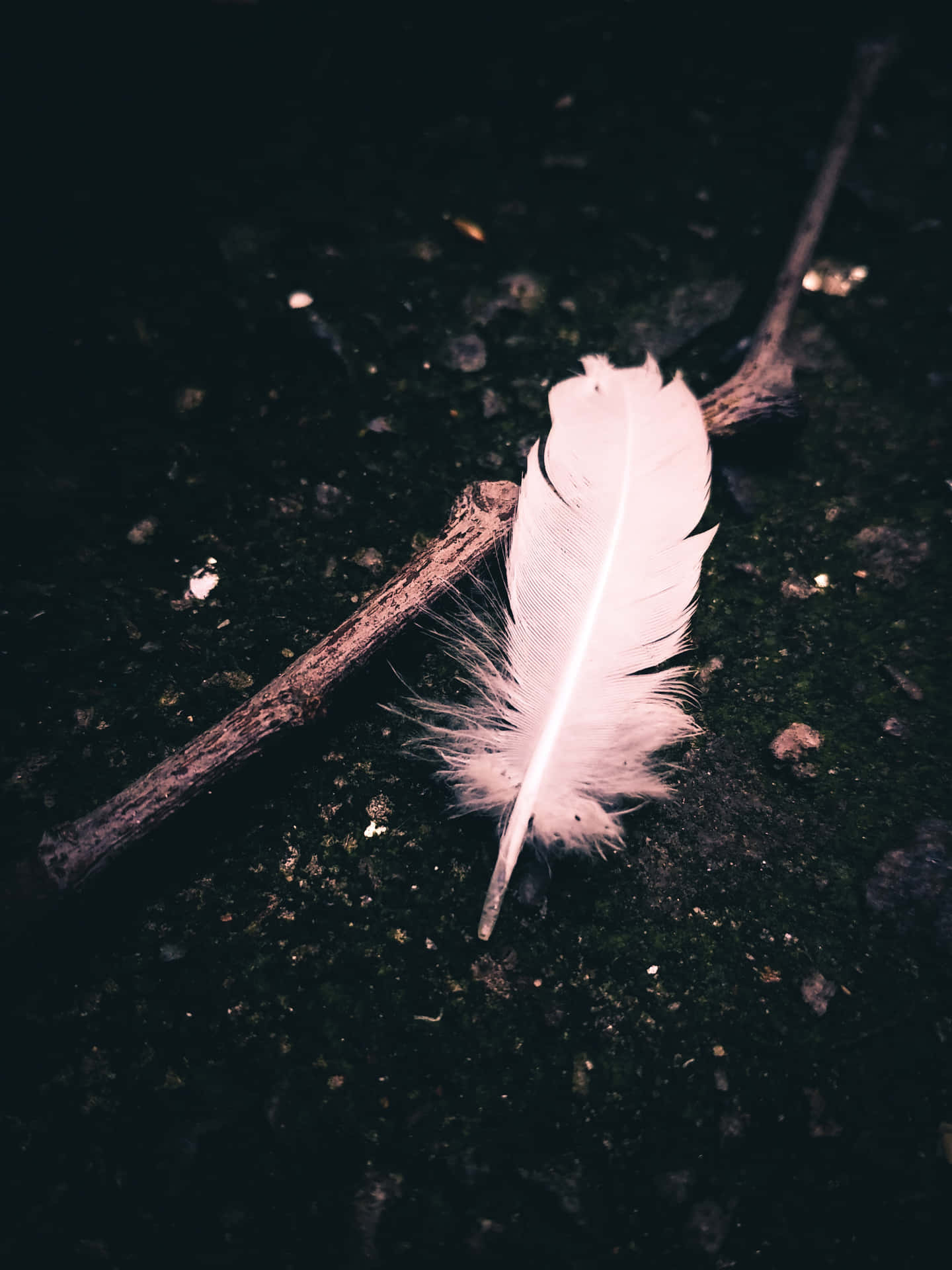 Pink Feather On The Ground Picture