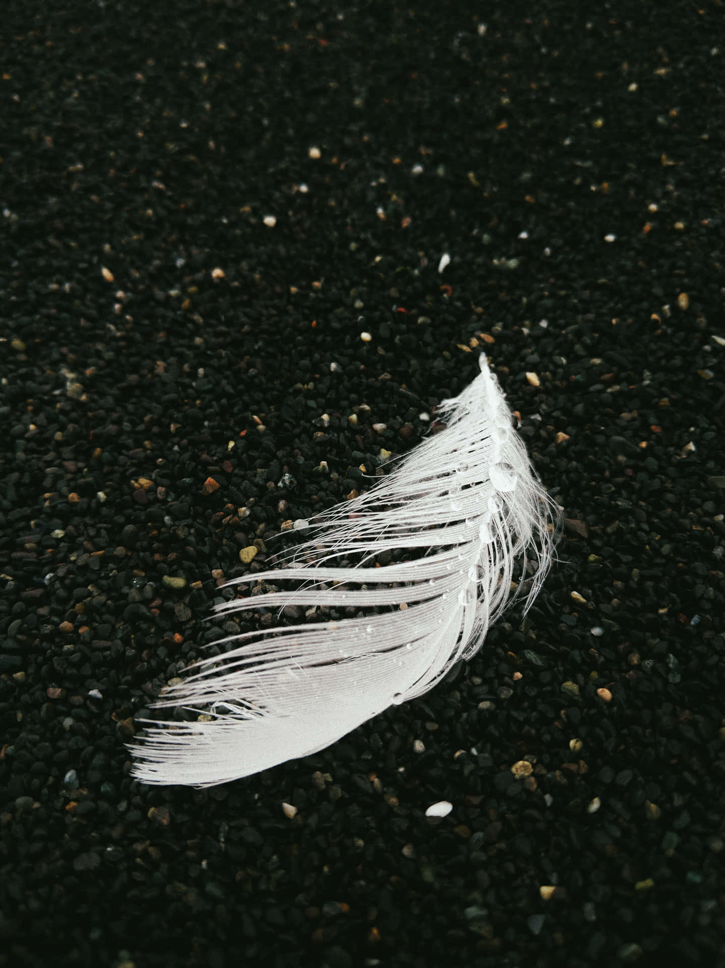White Feather Dusty Ground Picture