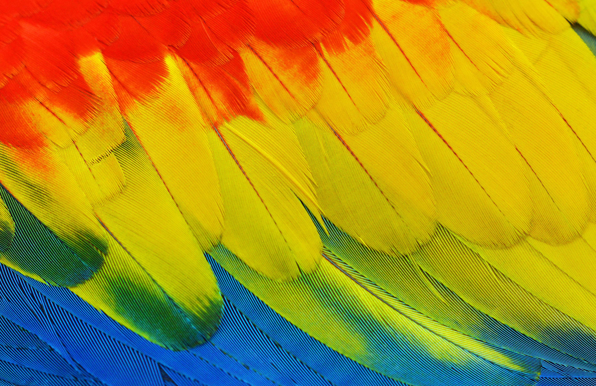 Feathers With Yellow Texture Wallpaper