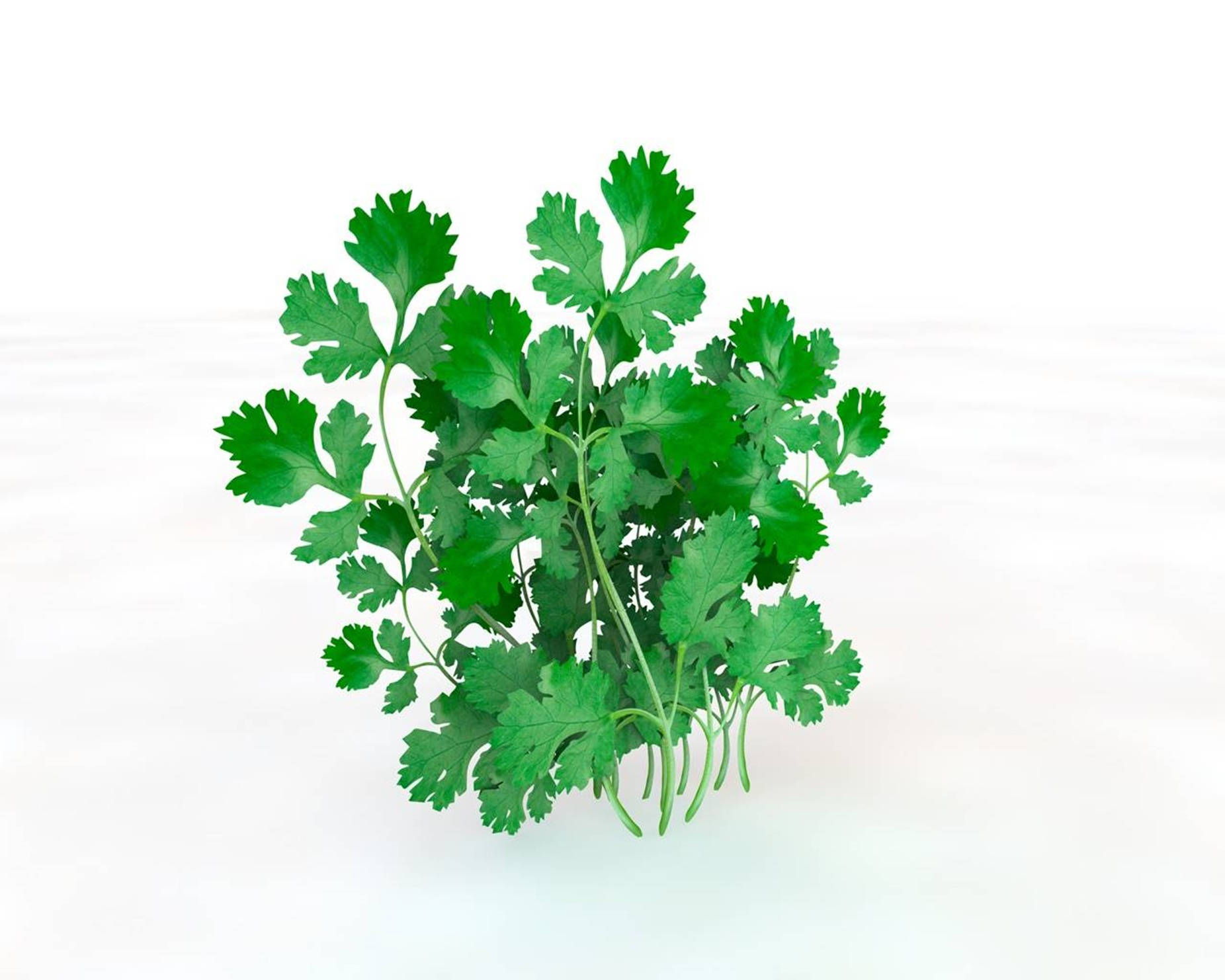 Feathery Coriander Herbs On White Background Wallpaper
