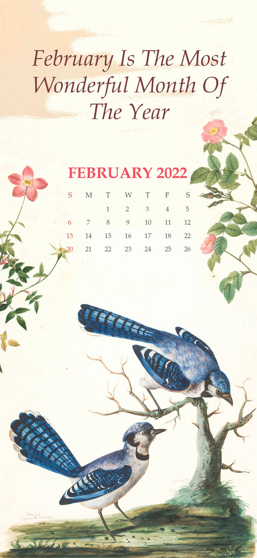 Calendáriode Fevereiro De 2022 Com Pássaros Azuis. Papel de Parede