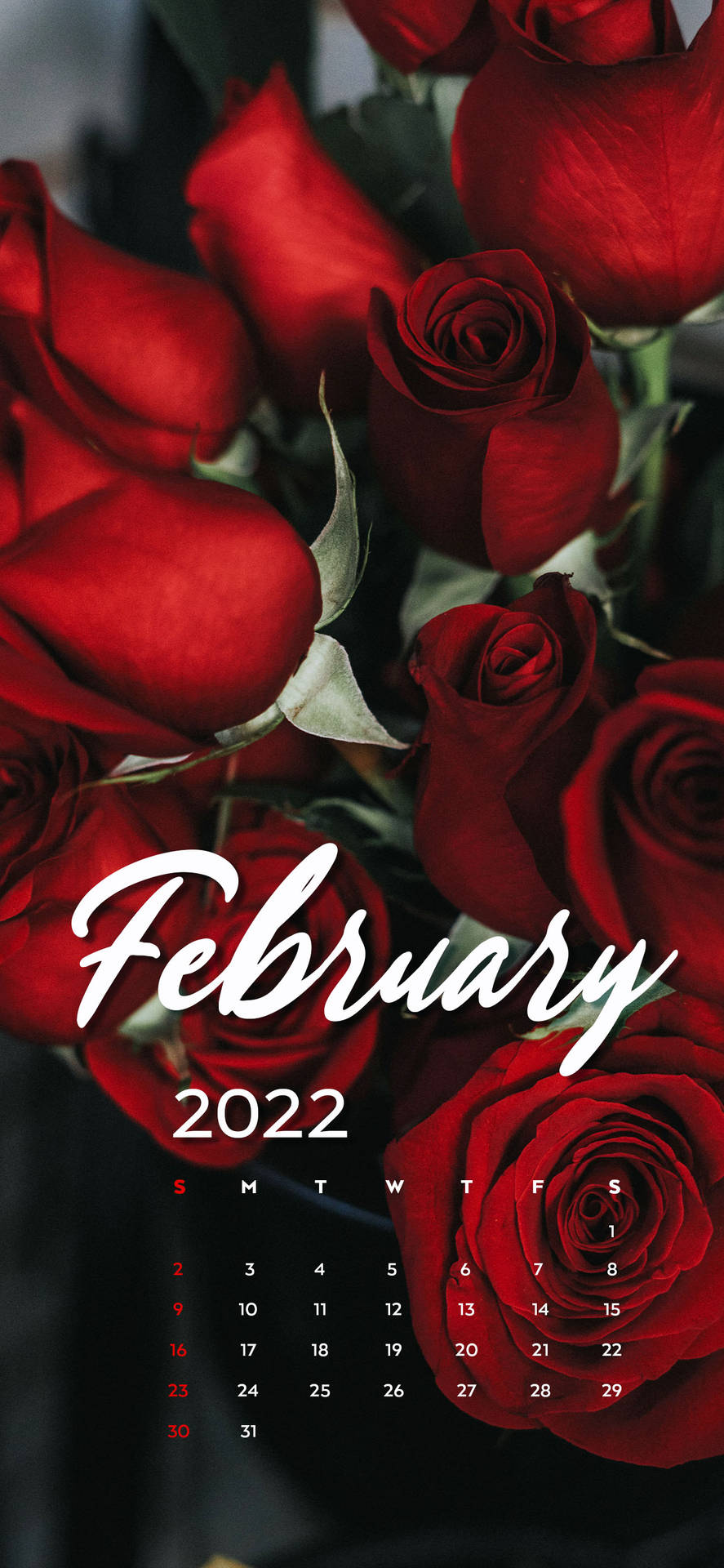 February 2022 Red Roses Calendar Wallpaper