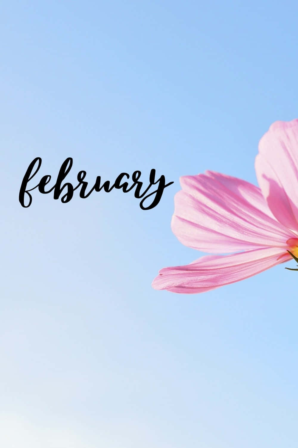 A pink, heart-shaped balloon with February calendar in the background Wallpaper