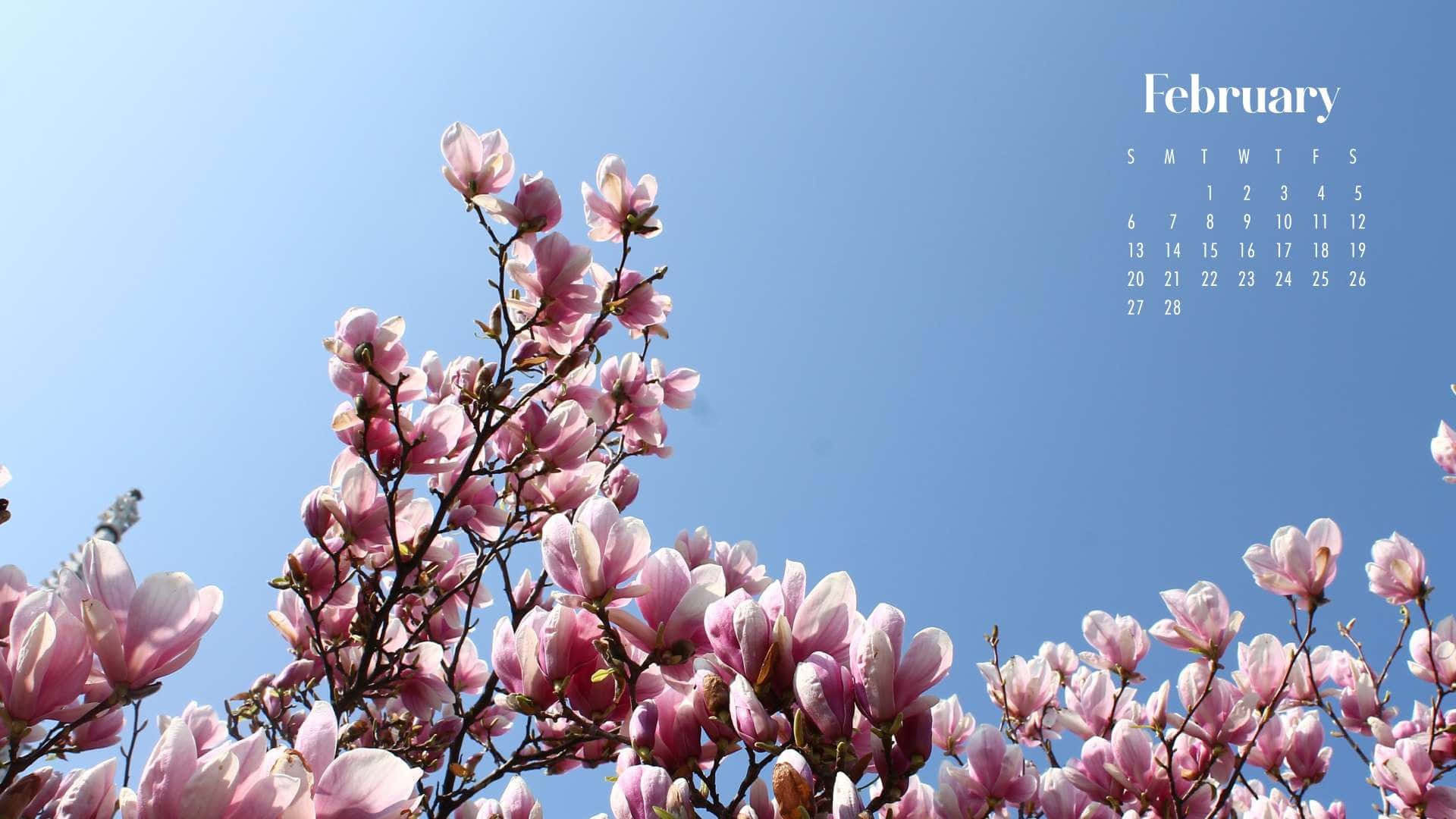 February Magnolia Blossoms Calendar Background Wallpaper