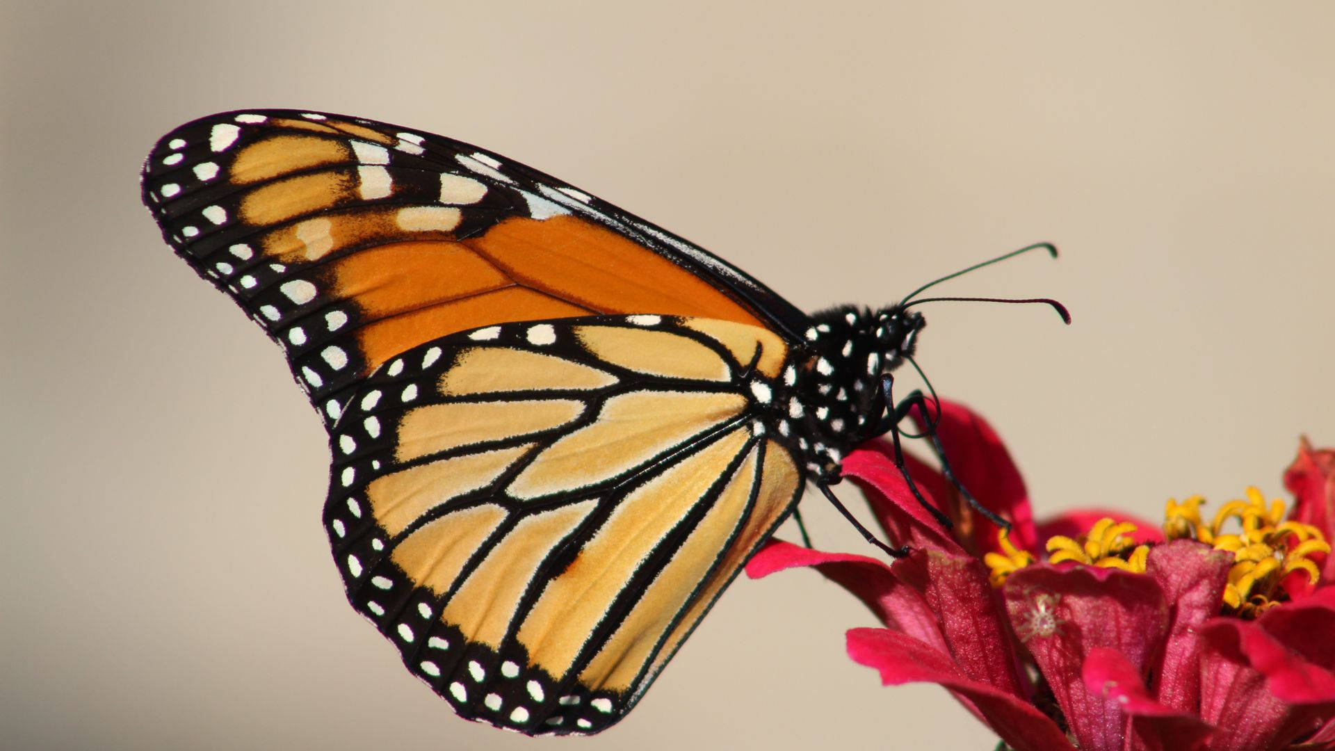 Alimentandoa Una Hermosa Mariposa Naranja De Cerca. Fondo de pantalla