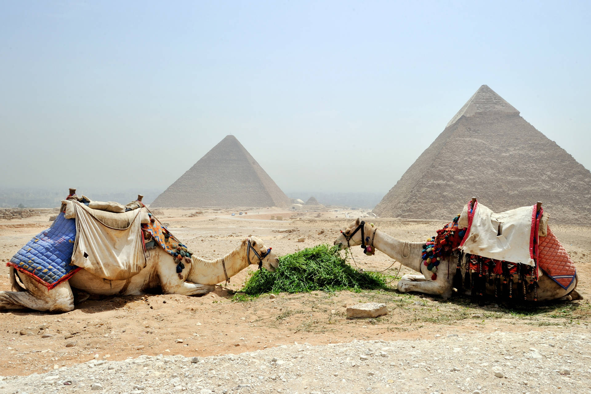 Alimentandoa Los Camellos En Egipto. Fondo de pantalla