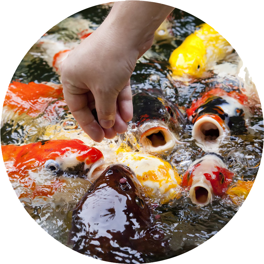 Feeding Timeat Koi Pond.png PNG