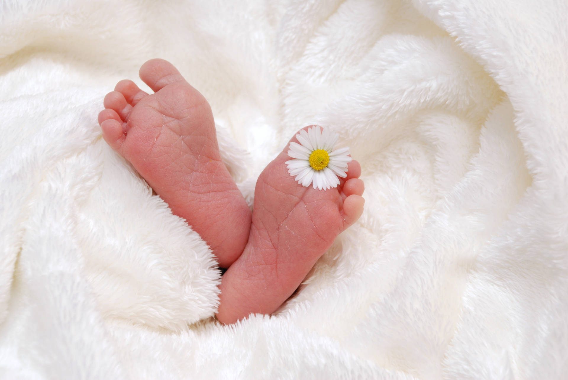 Newborn Delicacy - Baby's Feet with Daisy Flower Wallpaper