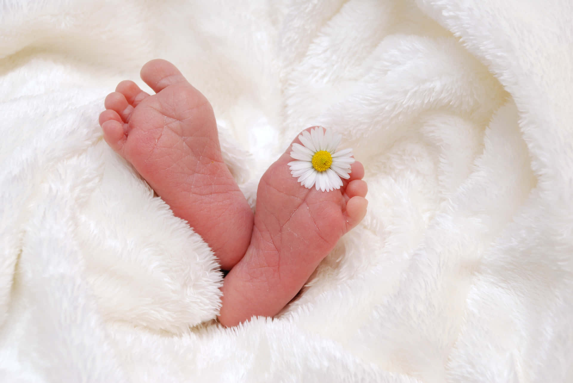 Newborn Baby Feet In White Blanket With Daisy