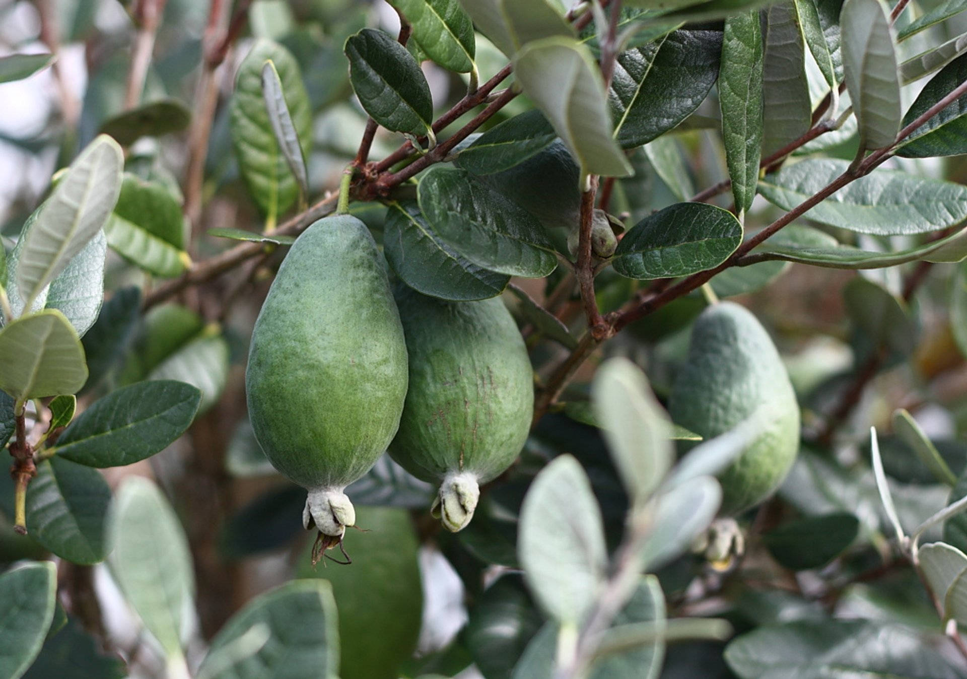 Feijoas Together On A Tree Wallpaper