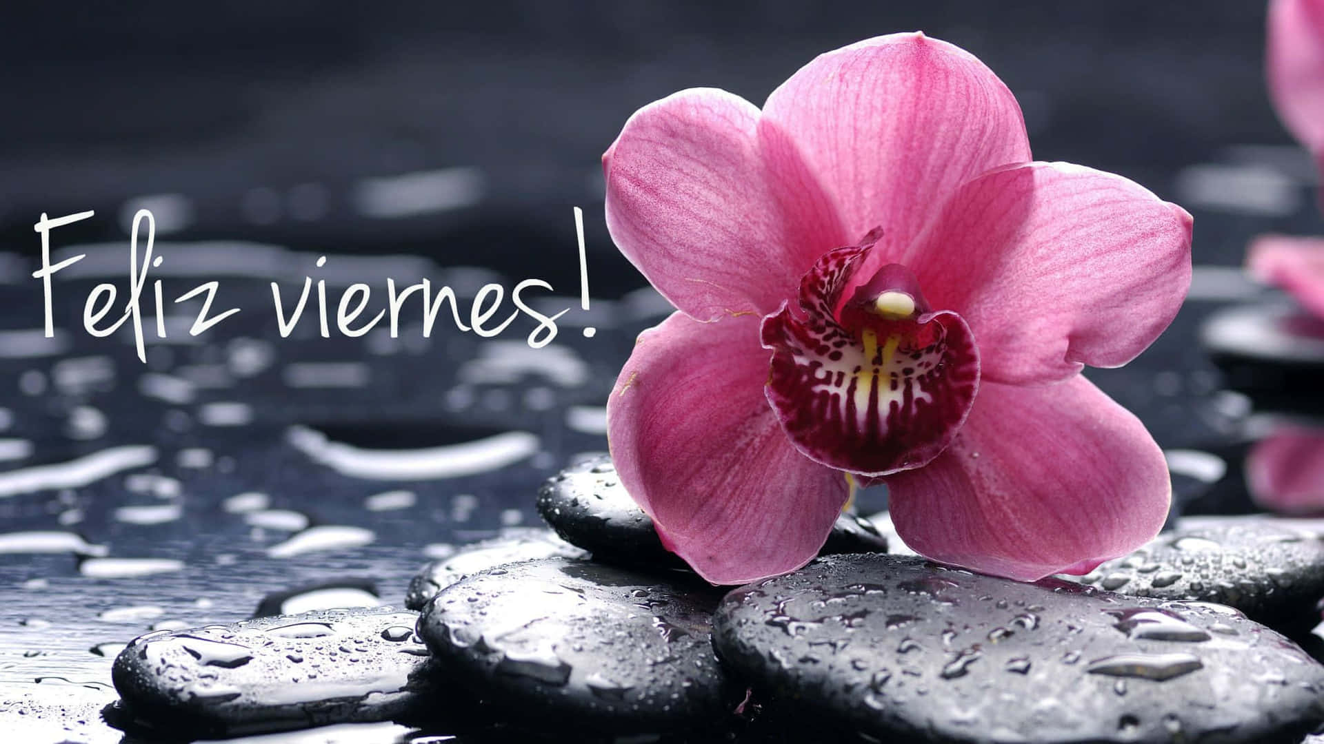 Feliz Viernes Orchidee En Stenen Achtergrond