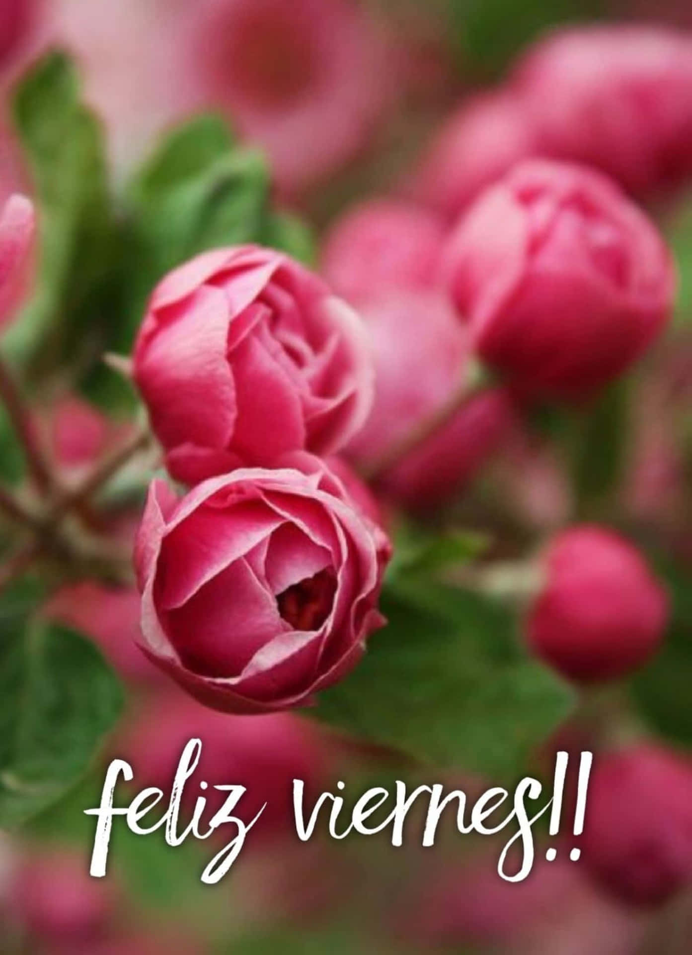 Feliz Viernes Rozen Groet Achtergrond