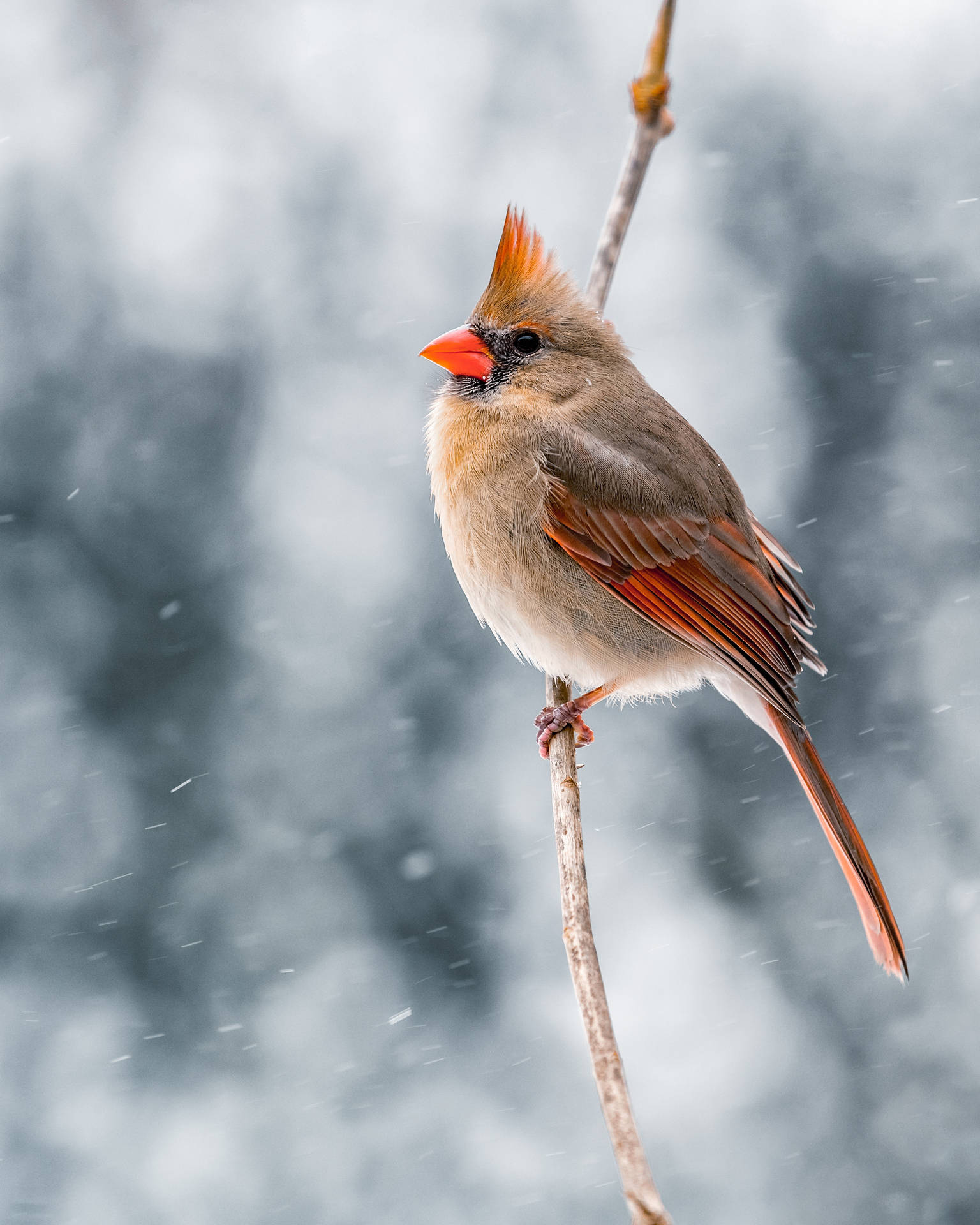 Stunning Female Cardinal Amidst Winter Backdrop Wallpaper