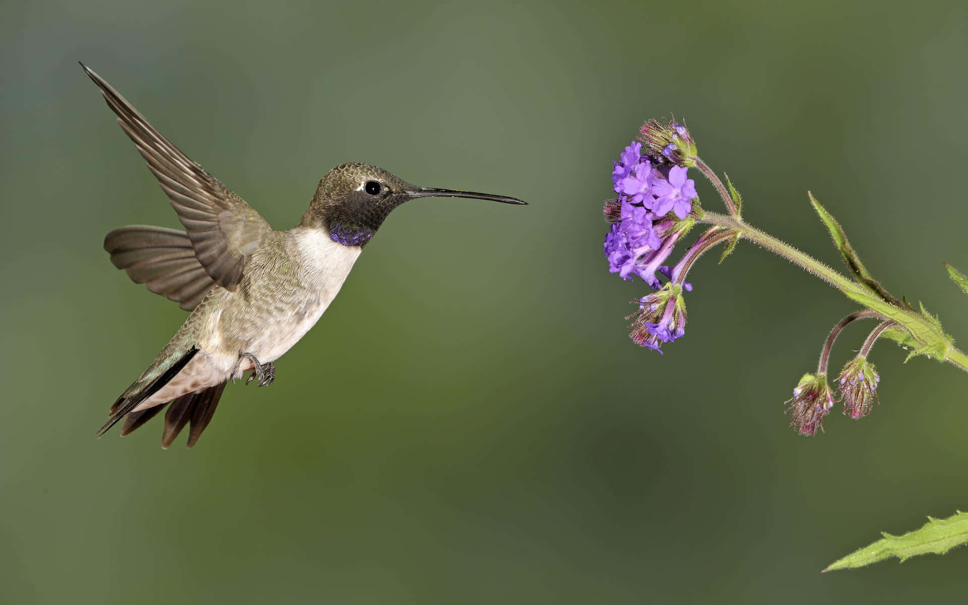 Image  "Female Hummingbird in Flight"