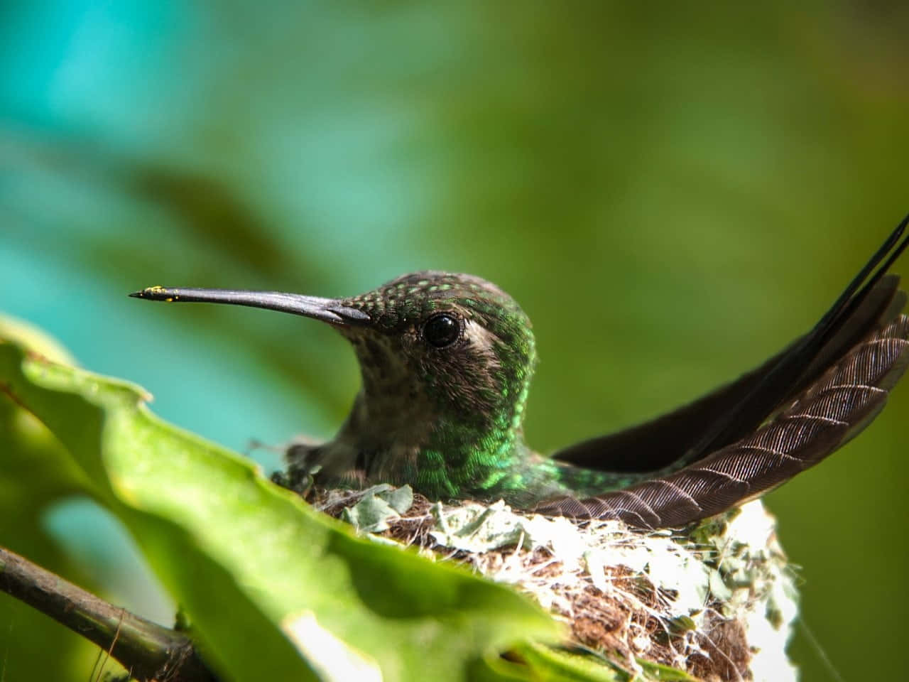 Intricate Details of a Female Hummingbird