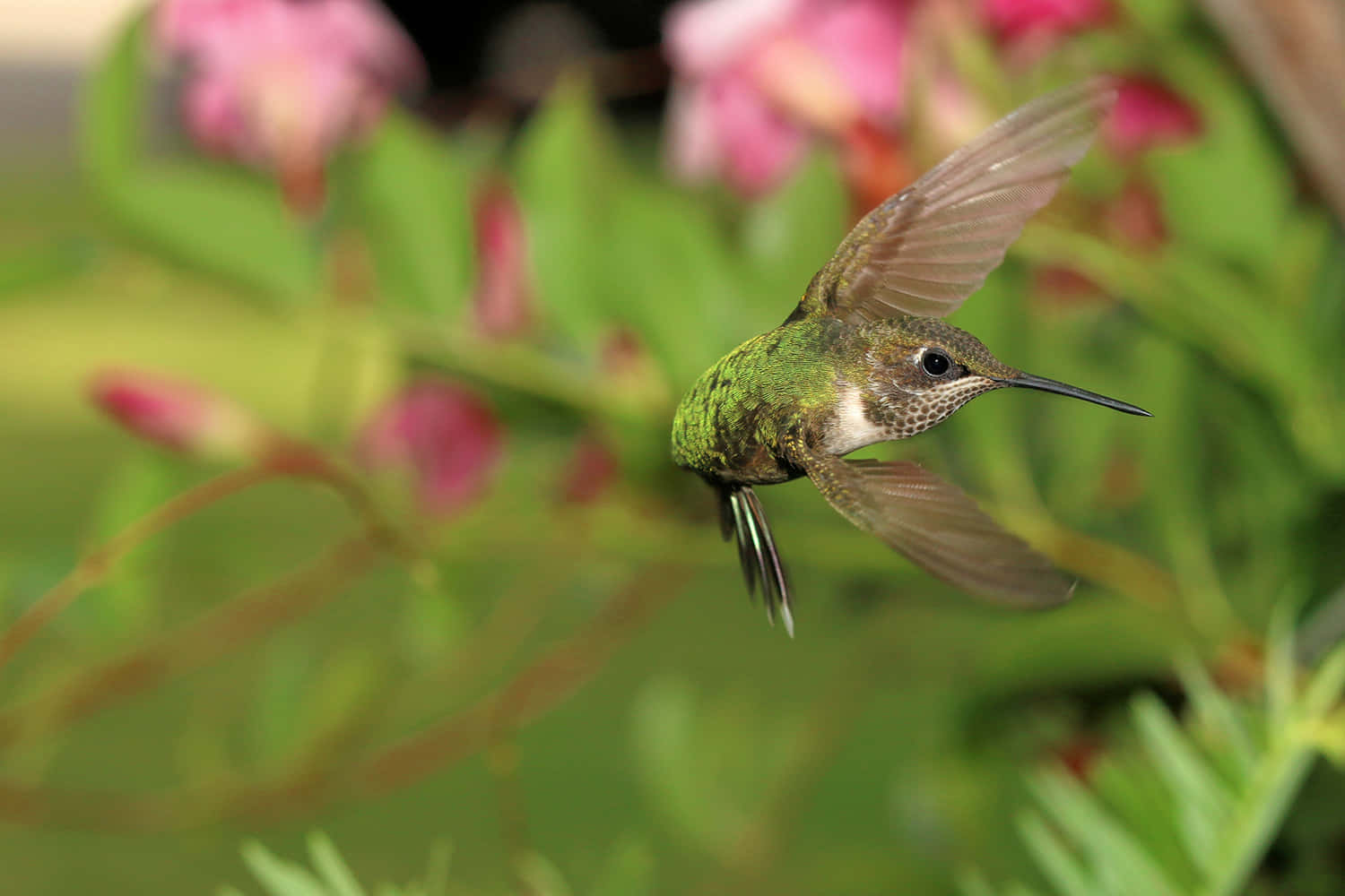 A Female Hummingbird Enjoying a Refreshing Drink of Nectar