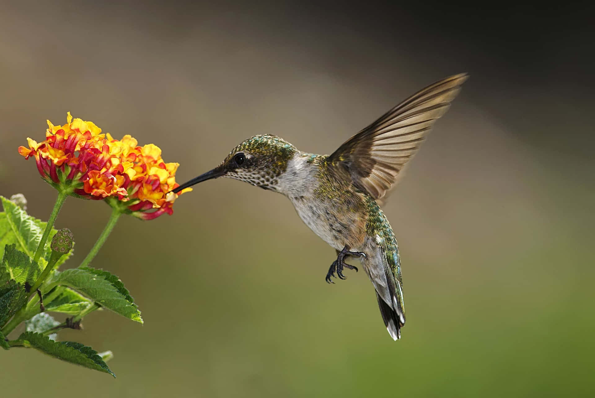 A female hummingbird hovering in front of the lens
