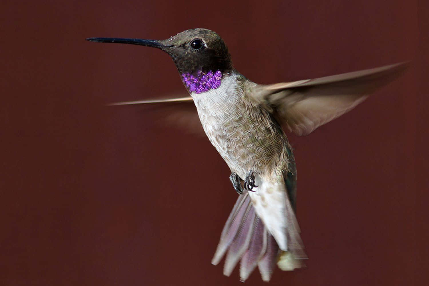A Female Hummingbird in Flight