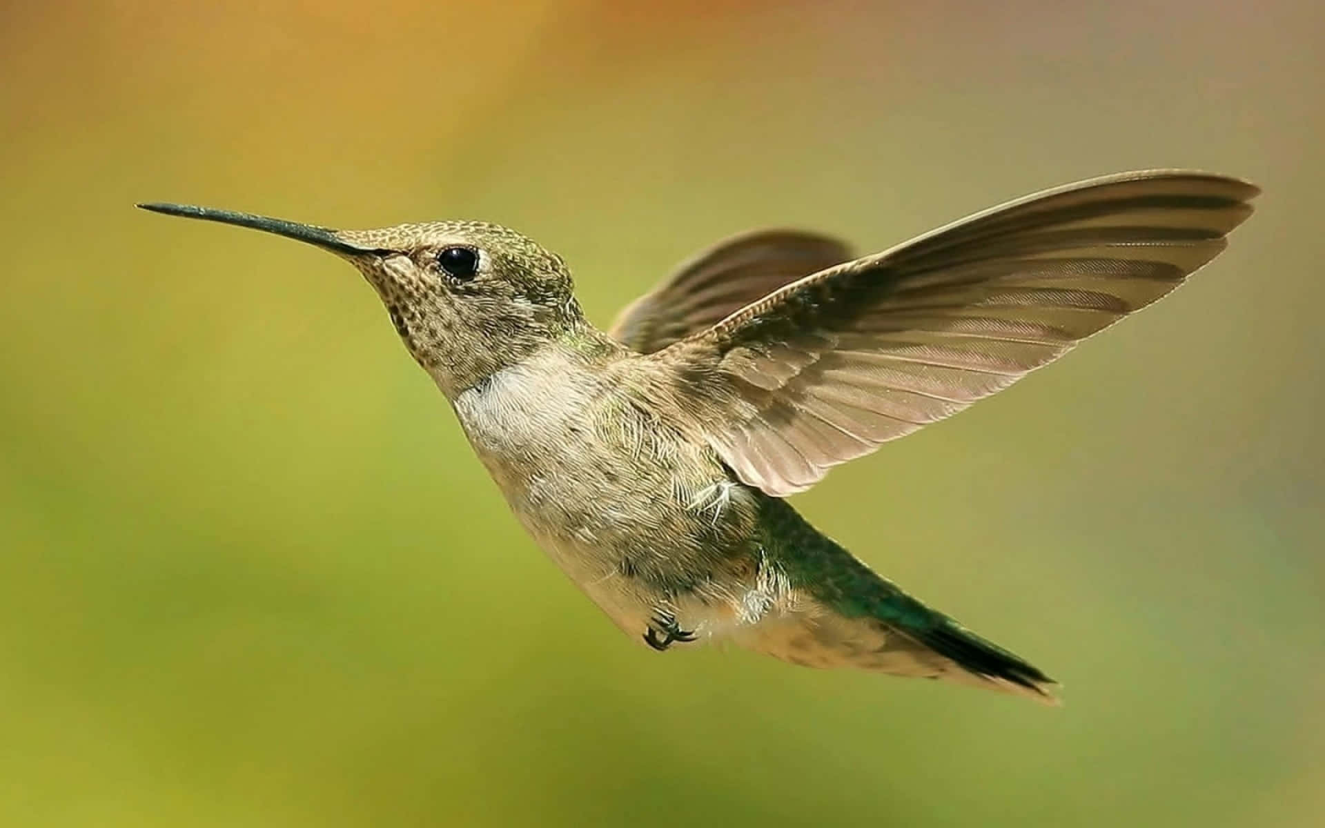 A female hummingbird flaps her wings in search of nectar