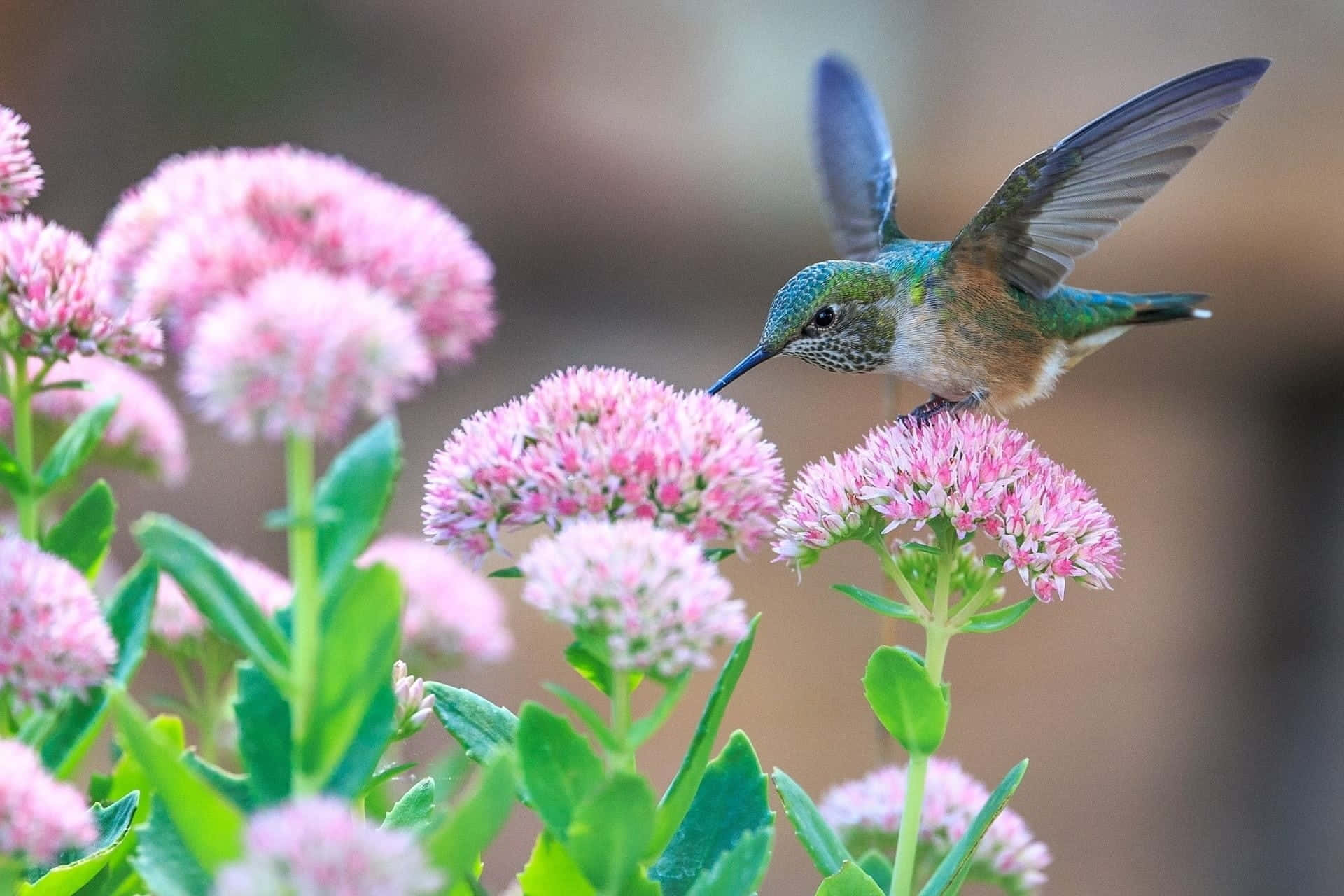En kvindelig kolibri siddende på en blomstergren