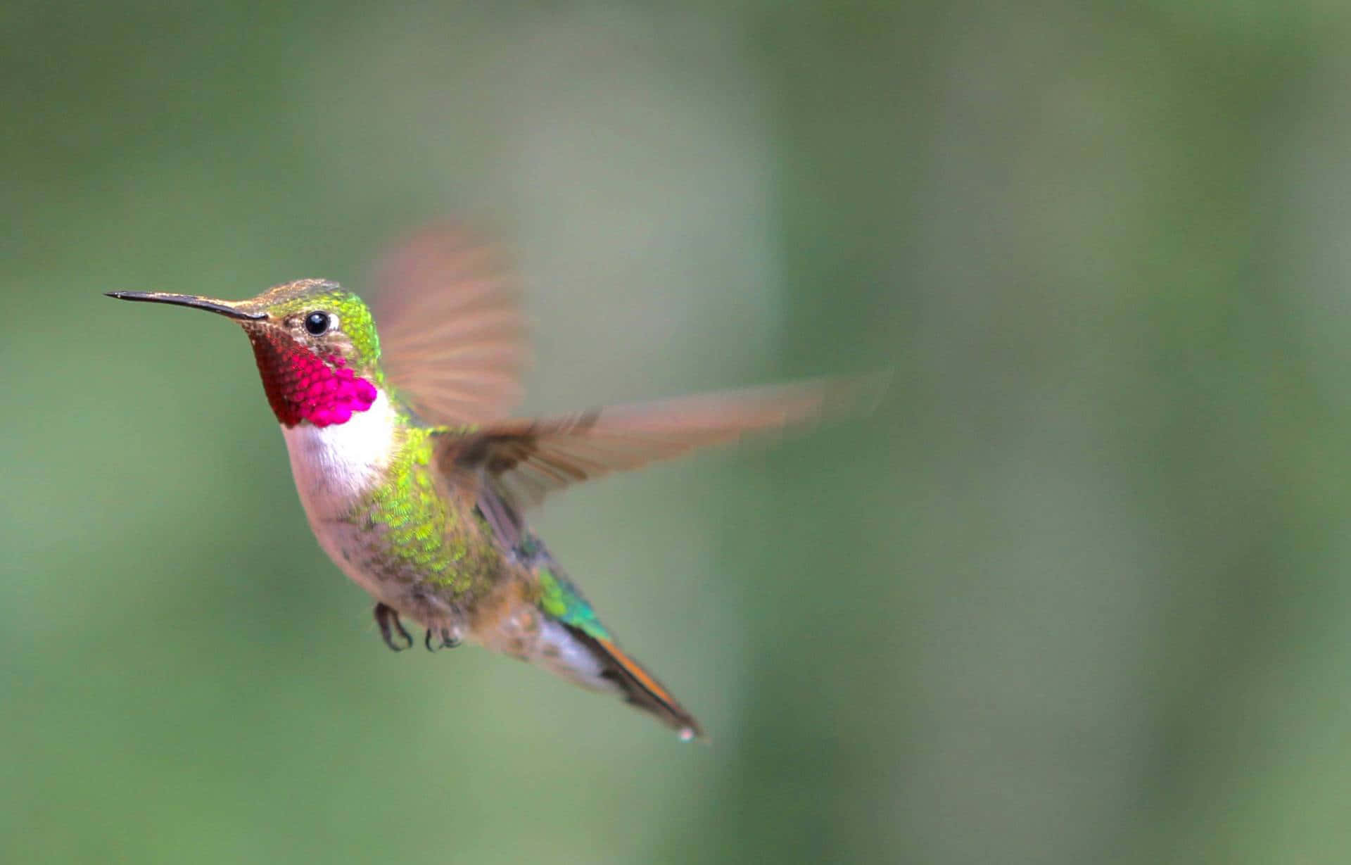 Beautiful Female Hummingbird