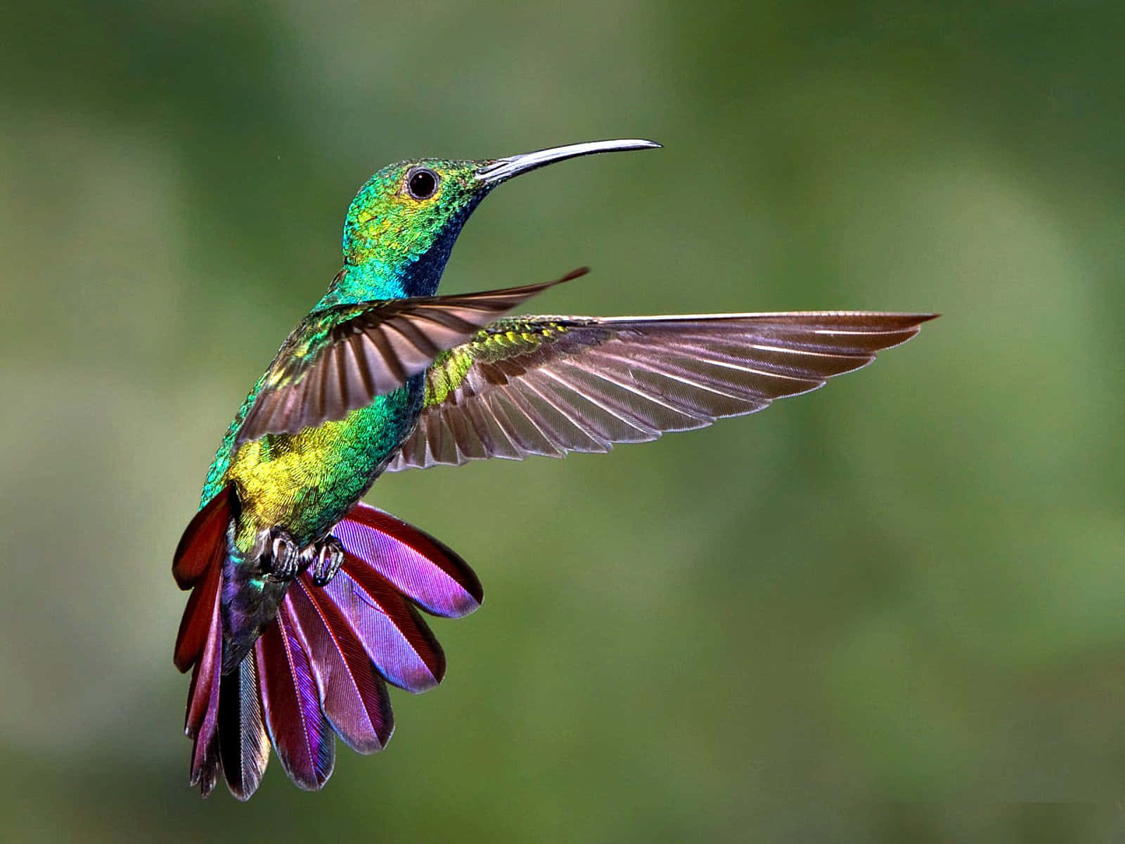 A female hummingbird perched near a flower