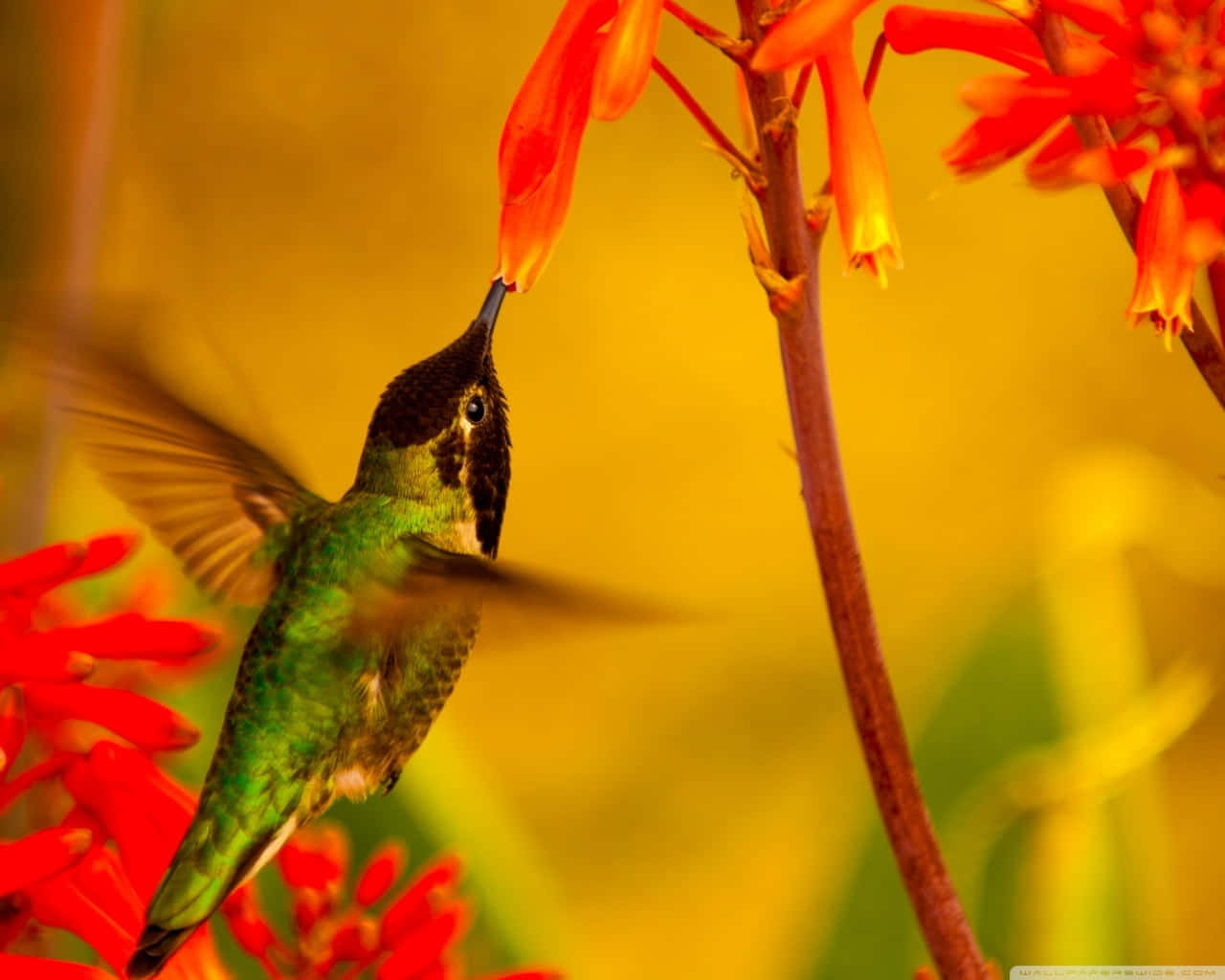 Female Hummingbird in Flight at Sunrise