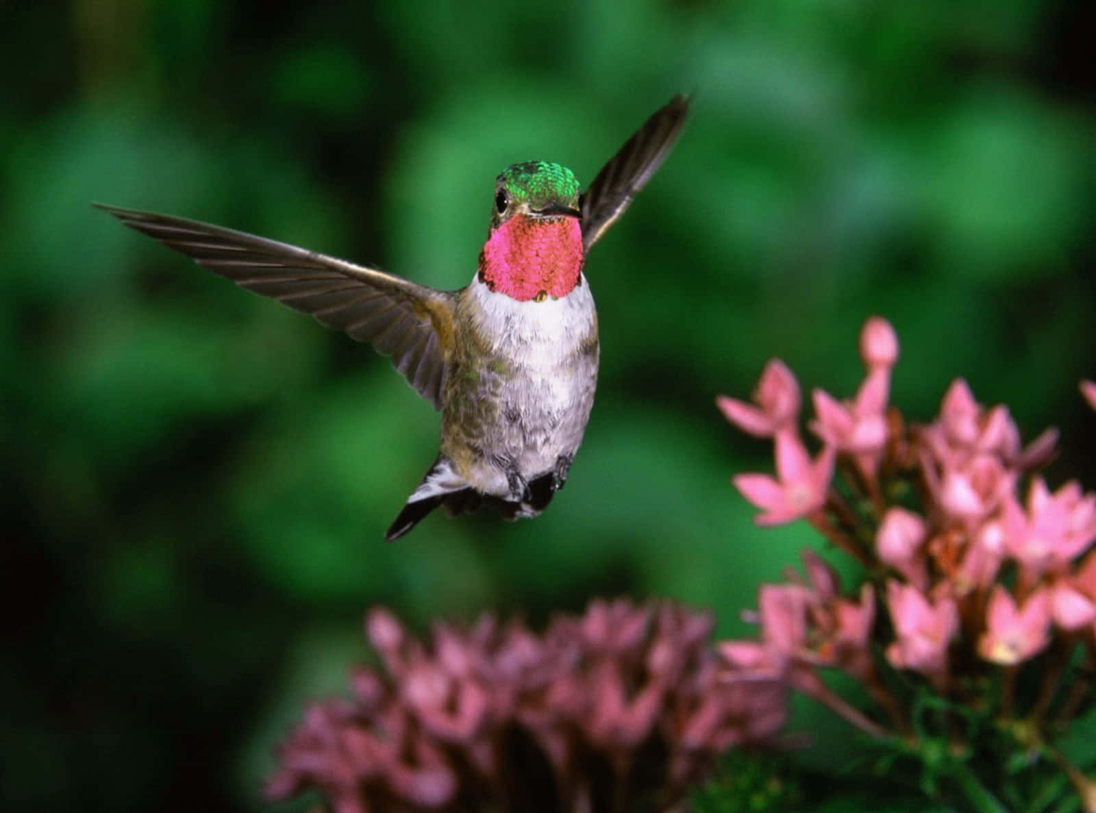 Image  A female hummingbird hovering beside a bright pink flower
