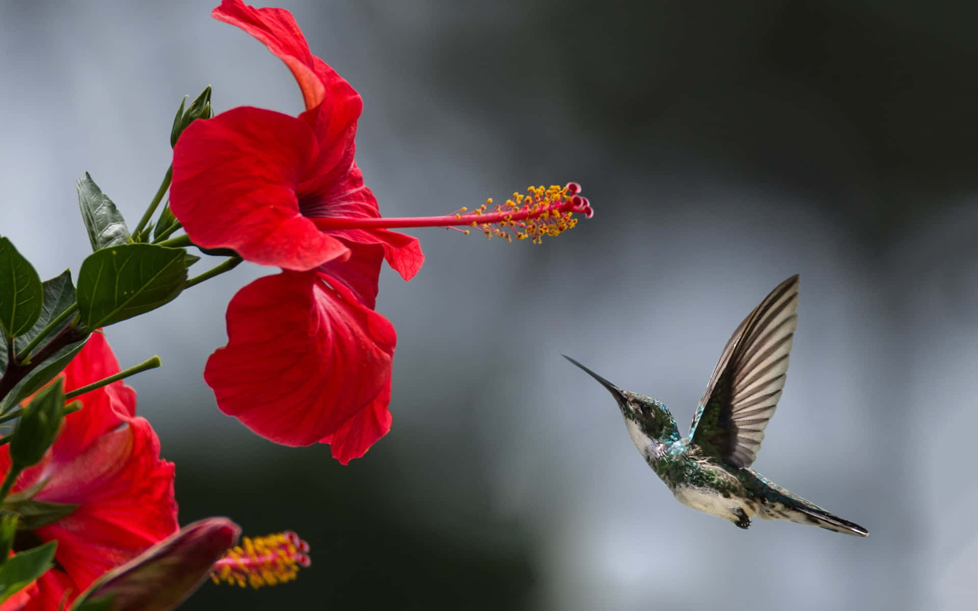 A female hummingbird carrying pollen on its beak.