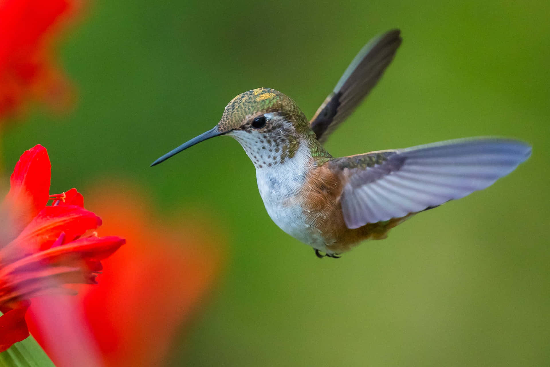 A close-up of a Female Hummingbird in all Its Beauty