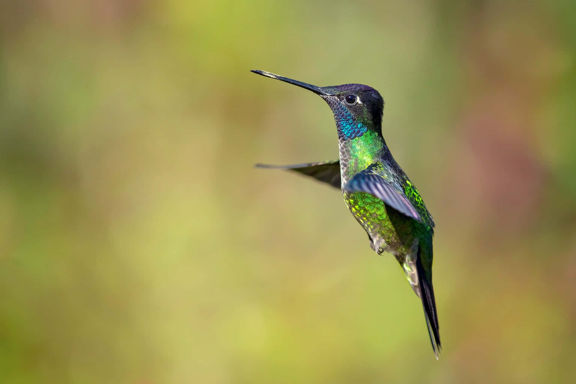 A female hummingbird gathers nectar and enjoys the morning sunlight