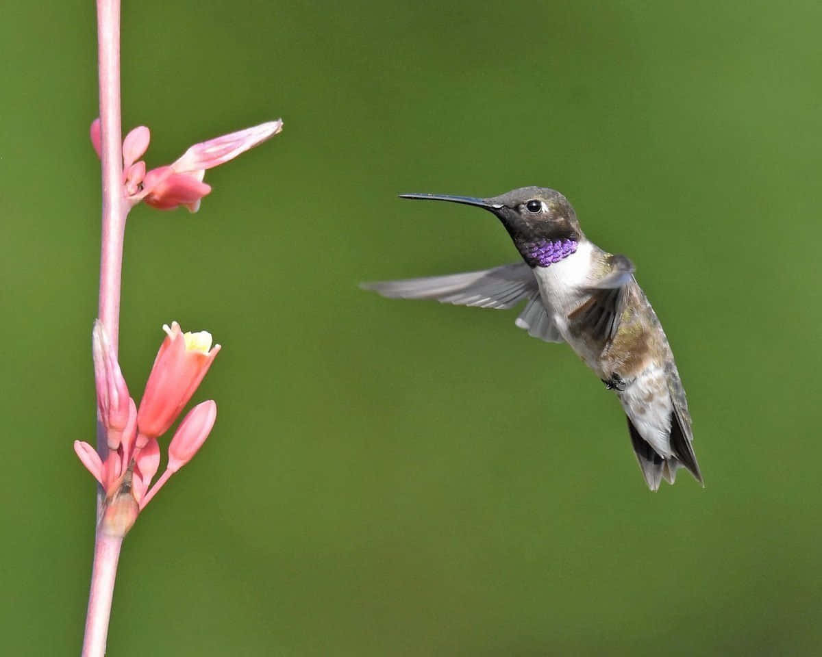 A female hummingbird takes off from a flower with a wingspan up to 4 inches.
