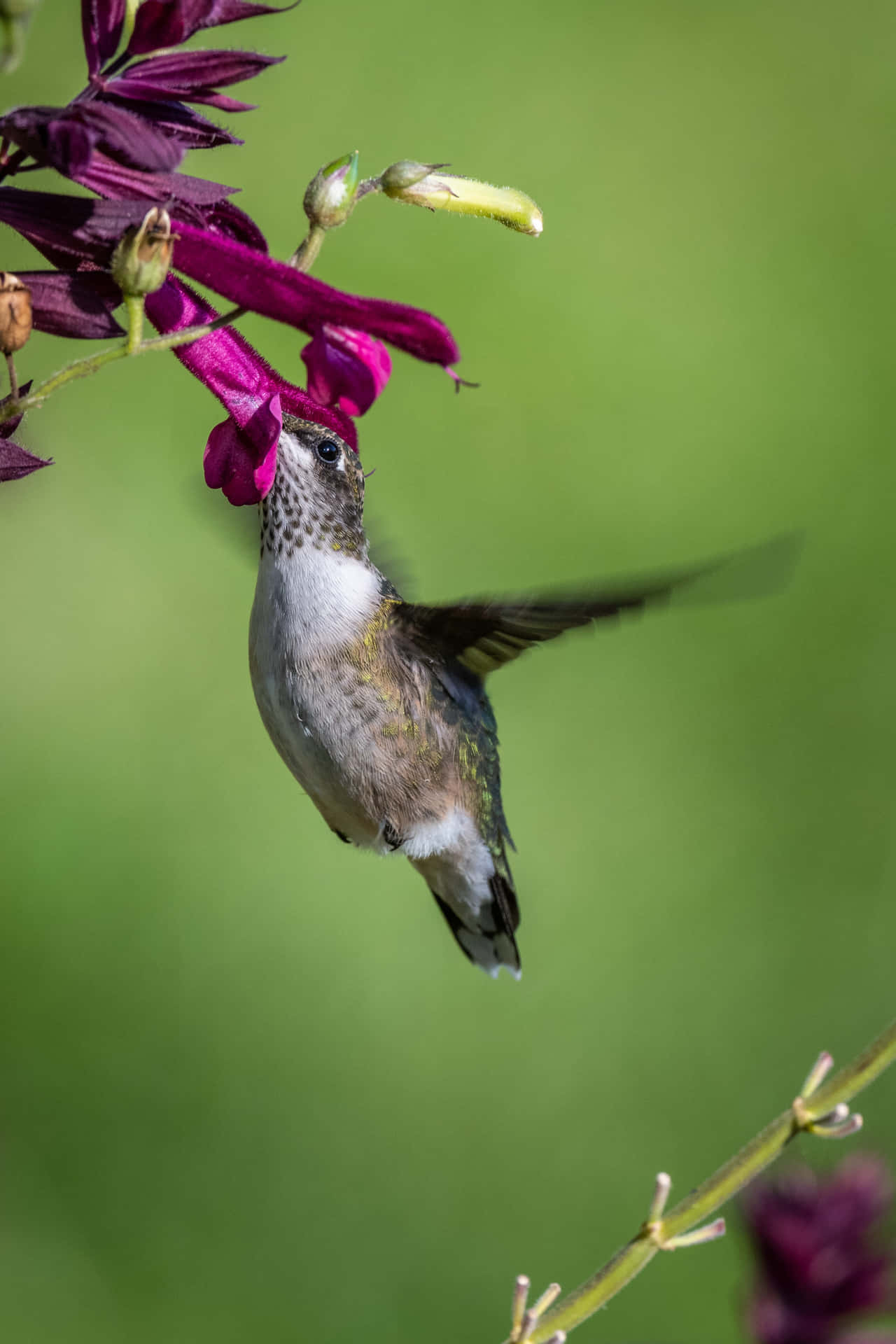 Et portræt af en hun-kolibri.