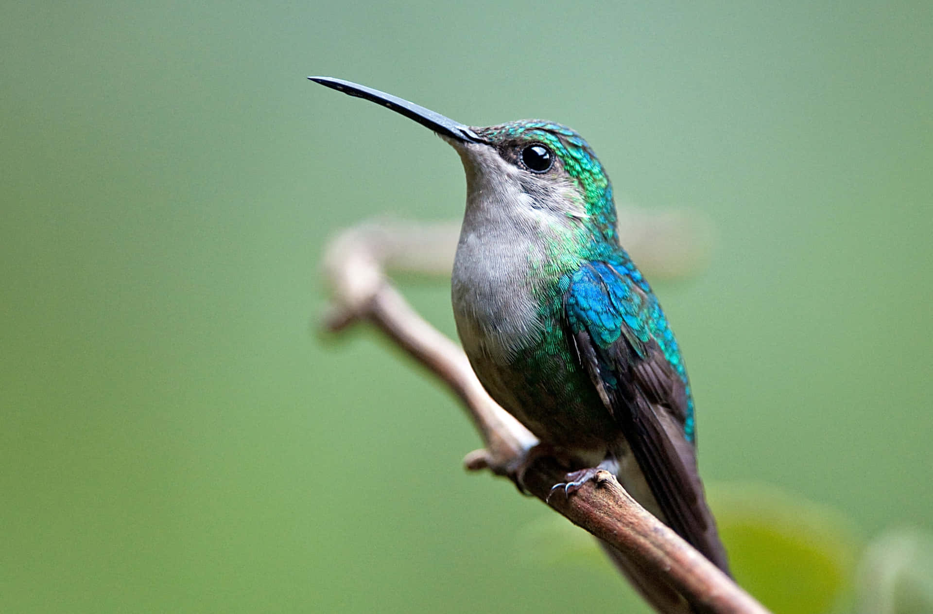 A female hummingbird gracefully hovering in flight