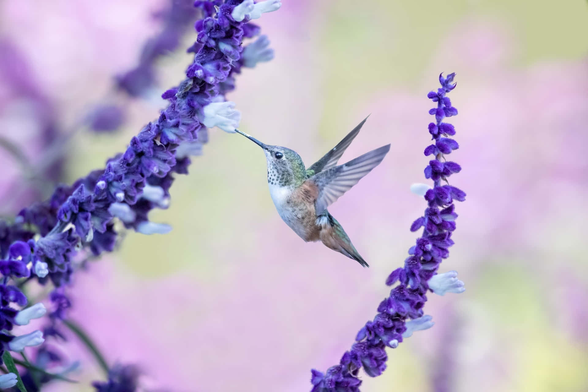 En kvindelig kolibri svæver ind i billedet.