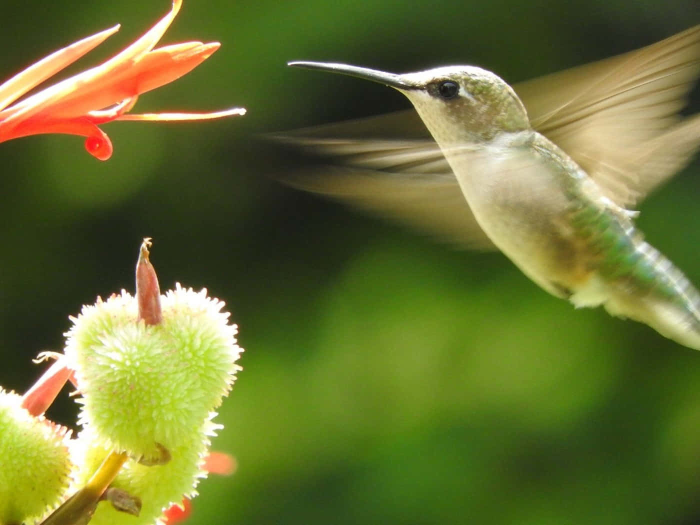“The Beauty of Nature: Female Hummingbird”